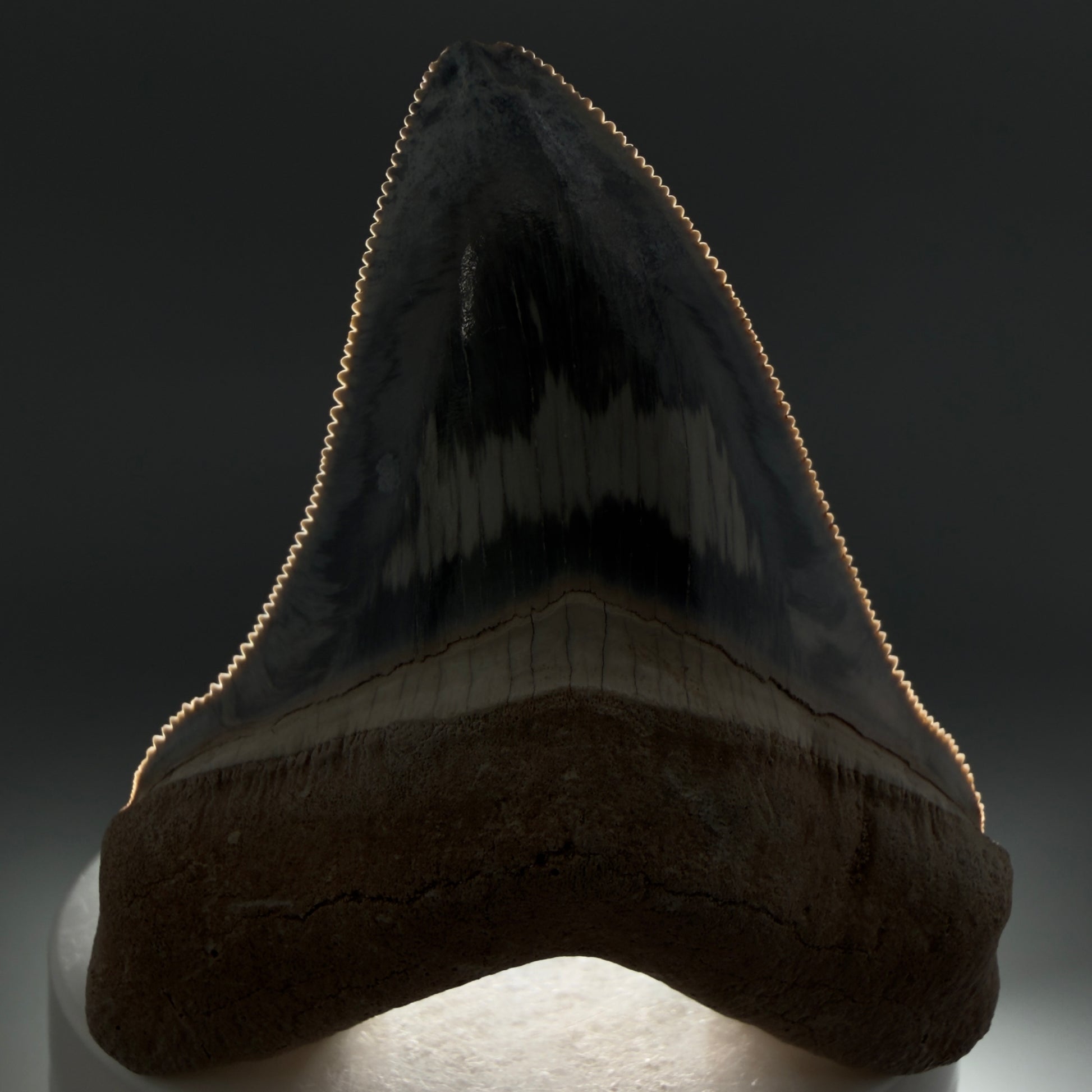 Front View Exquisite, colorful 2.57" Chubutensis Shark Tooth from Bone Valley, FL - 1