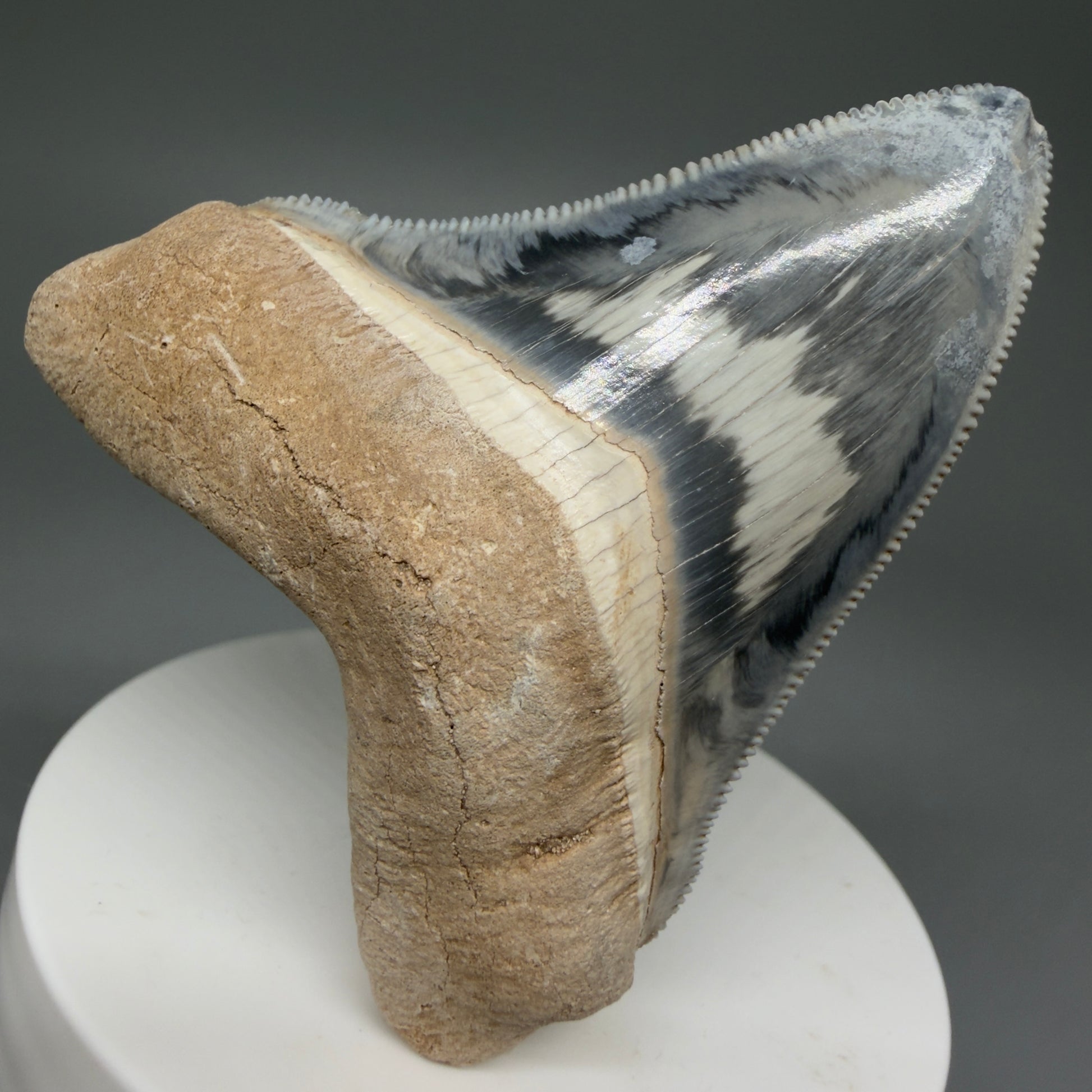 Front View Exquisite, colorful 2.57" Chubutensis Shark Tooth from Bone Valley, FL - 4
