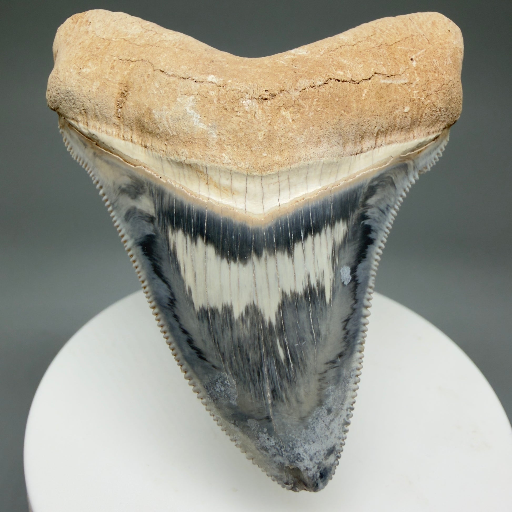Front View Exquisite, colorful 2.57" Chubutensis Shark Tooth from Bone Valley, FL - 5