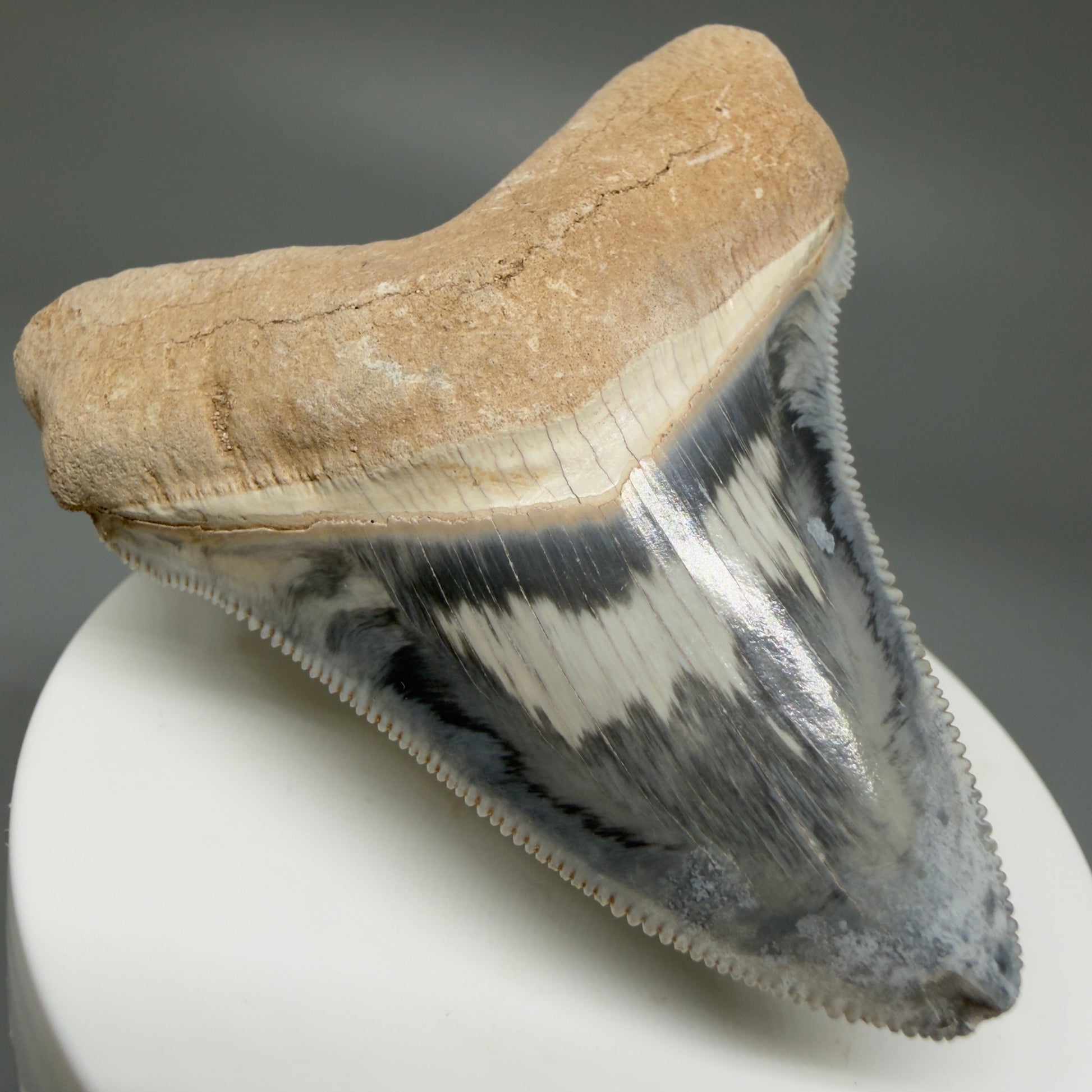 Front Left View Exquisite, colorful 2.57" Chubutensis Shark Tooth from Bone Valley, FL 