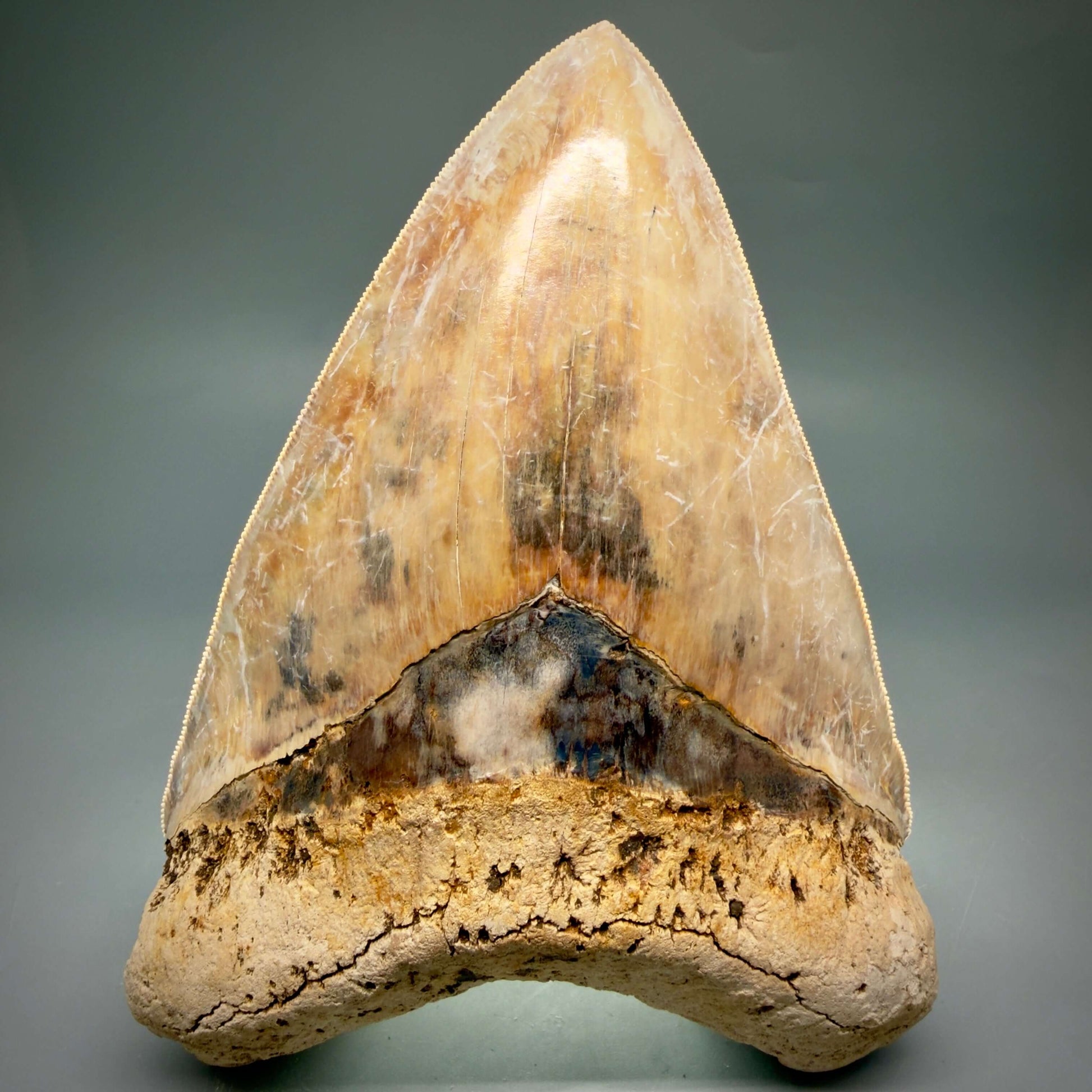 Front View EXTRA LARGE, Colorful, Sharply Serrated 6.02" Fossil Megalodon Tooth - Indonesia CM6426 - 3