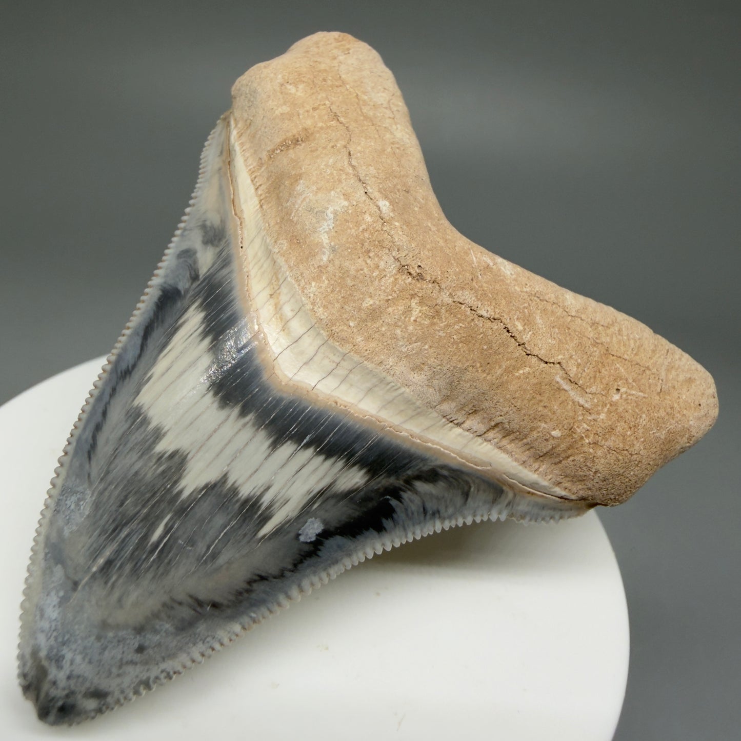 Front Right View Exquisite, colorful 2.57" Chubutensis Shark Tooth from Bone Valley, FL 