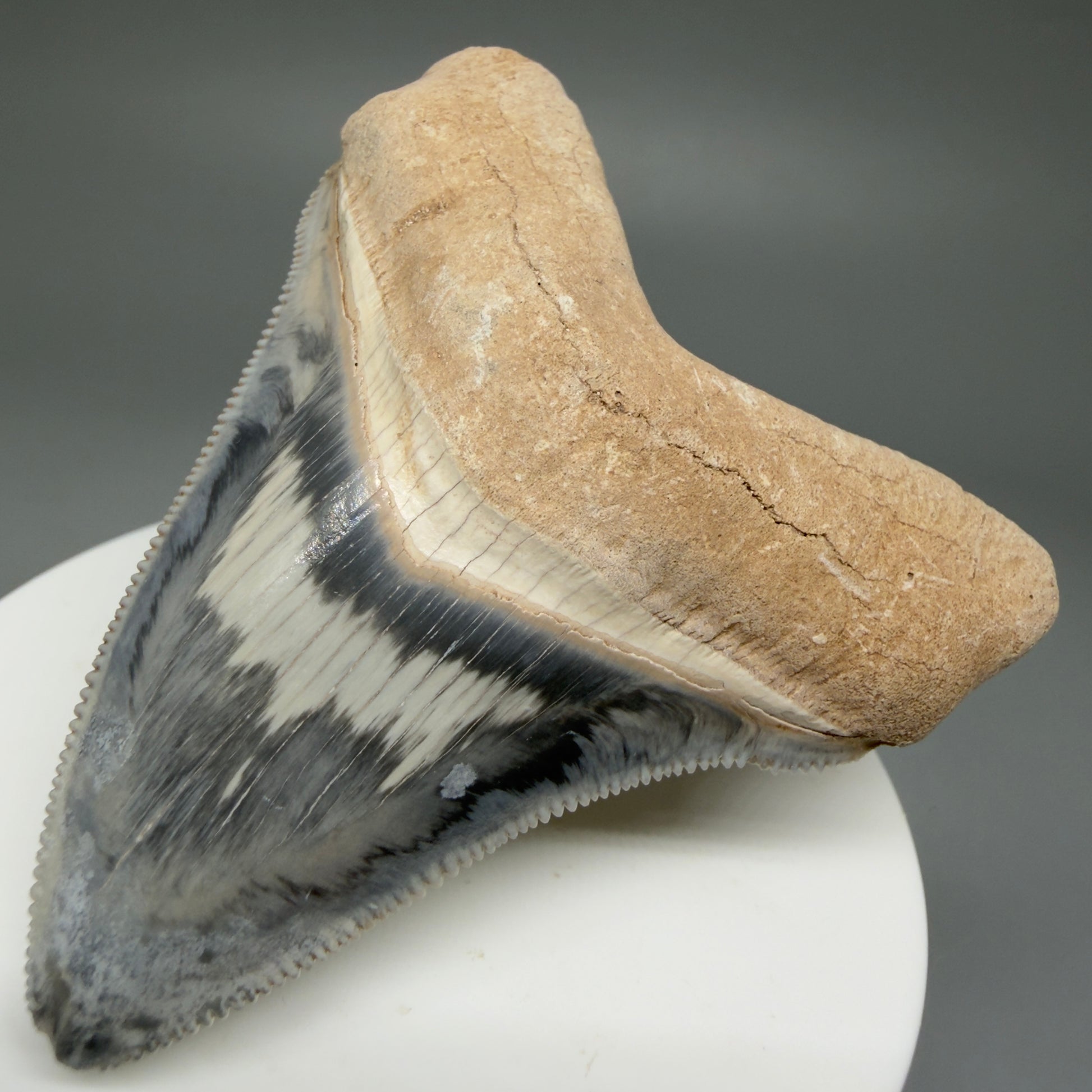 Front Right View Exquisite, colorful 2.57" Chubutensis Shark Tooth from Bone Valley, FL 