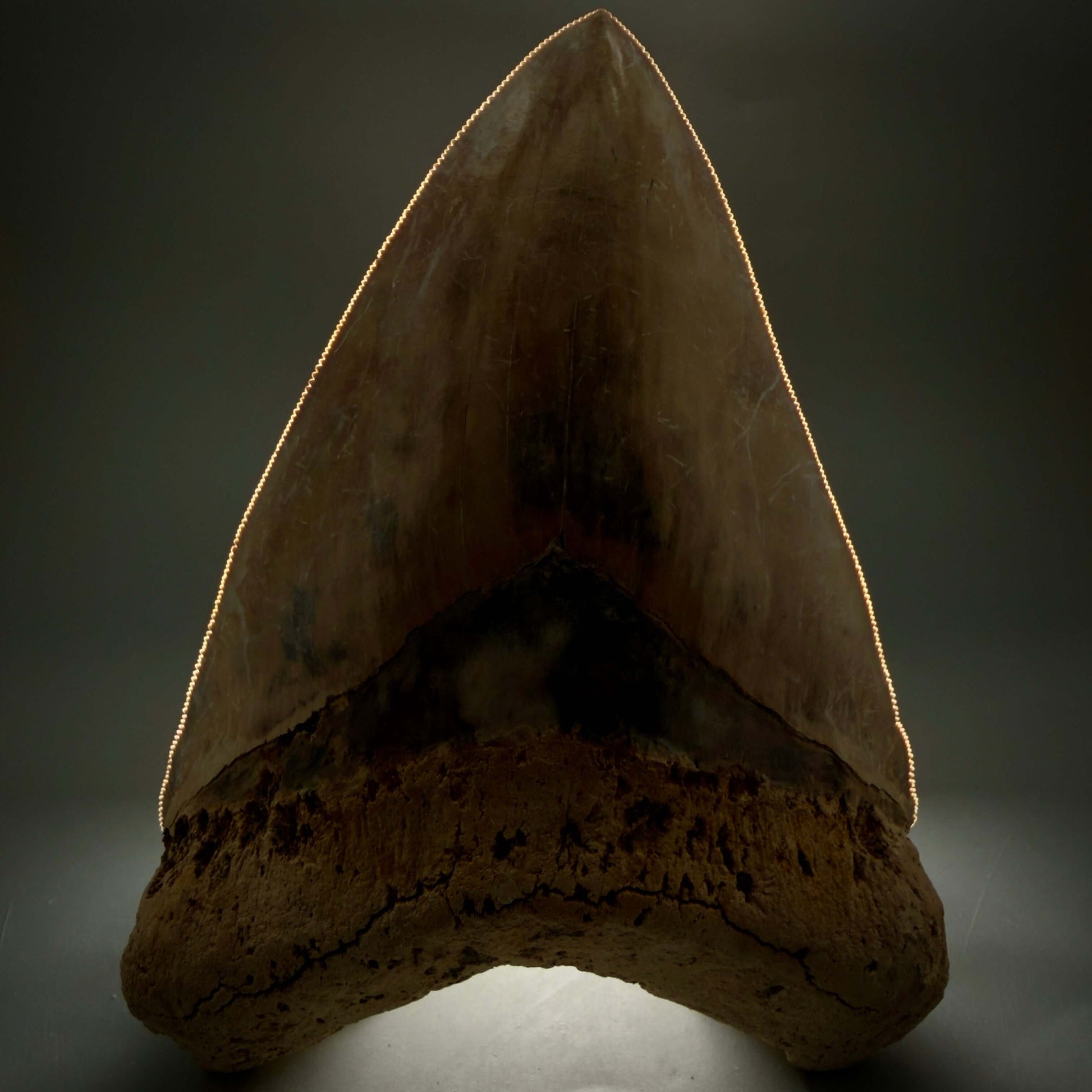 Front View EXTRA LARGE, Colorful, Sharply Serrated 6.02" Fossil Megalodon Tooth - Indonesia CM6426 - 2