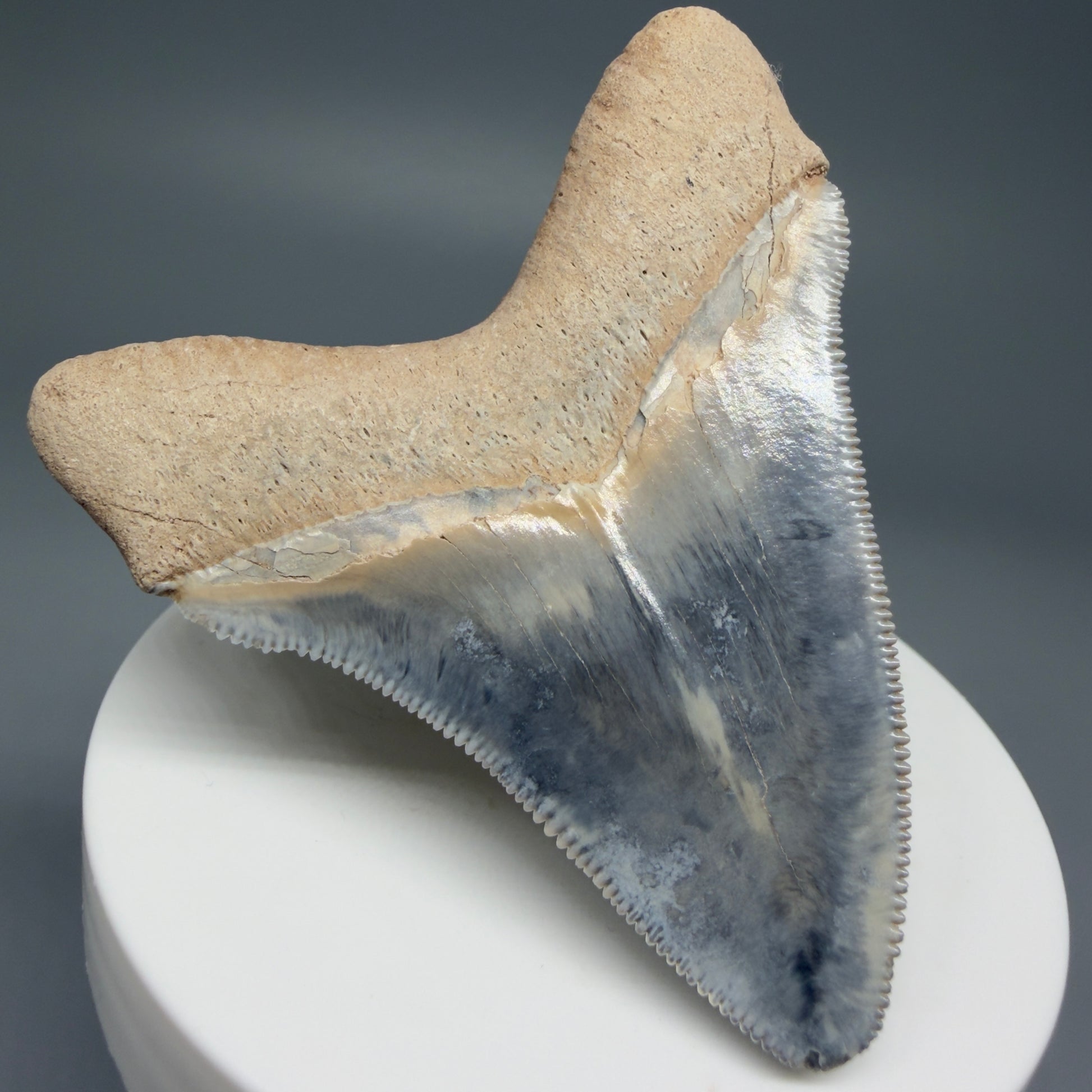 Back Left View Exquisite, colorful 2.57" Chubutensis Shark Tooth from Bone Valley, FL 