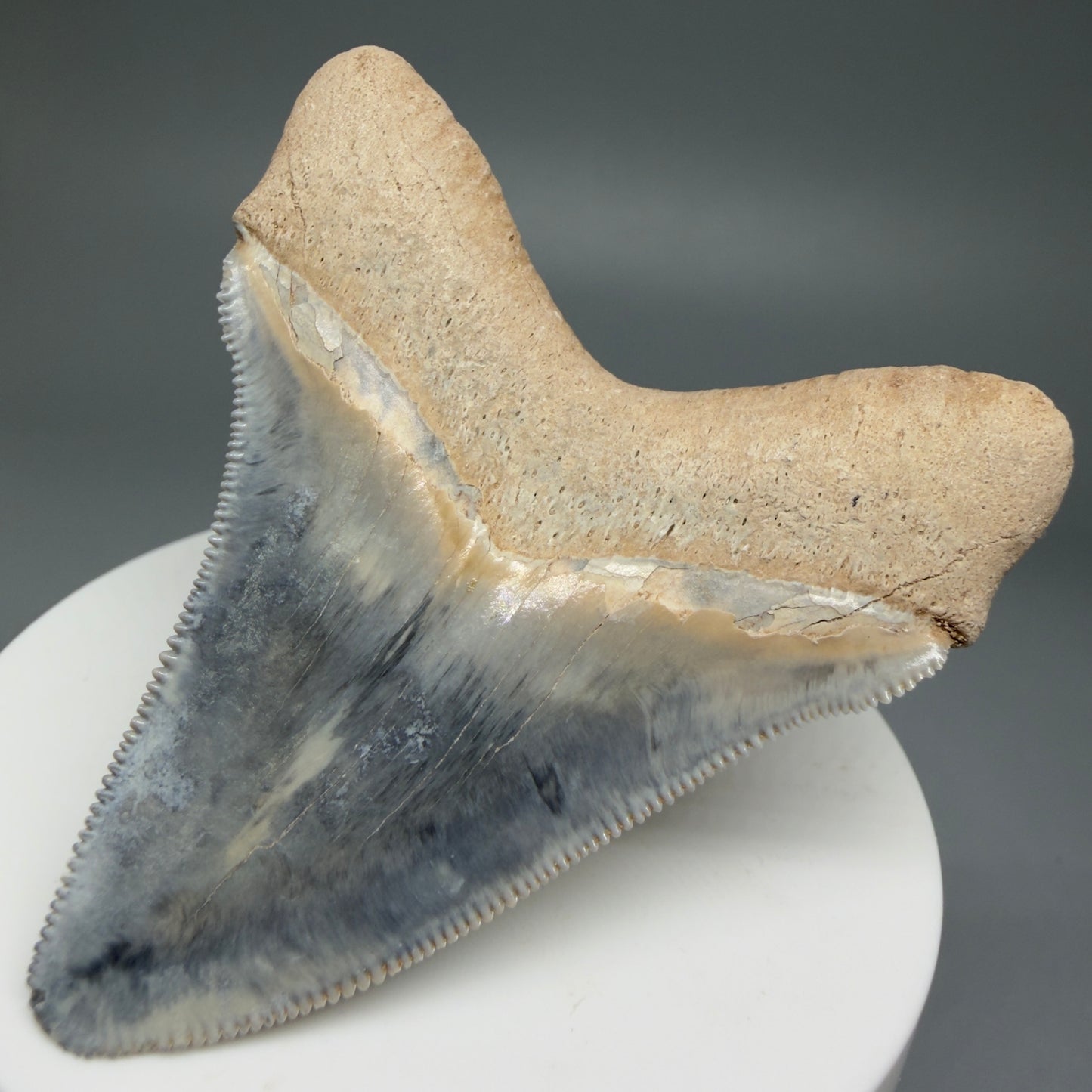 Back Right View Exquisite, colorful 2.57" Chubutensis Shark Tooth from Bone Valley, FL 
