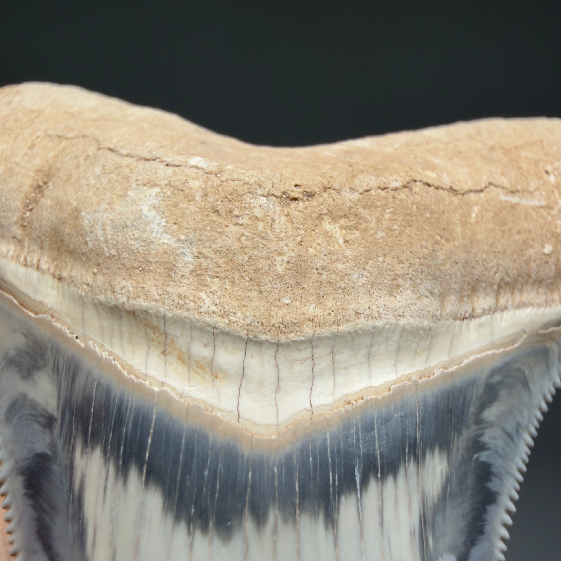 Bourlette detail Exquisite, colorful 2.57" Chubutensis Shark Tooth from Bone Valley, FL 