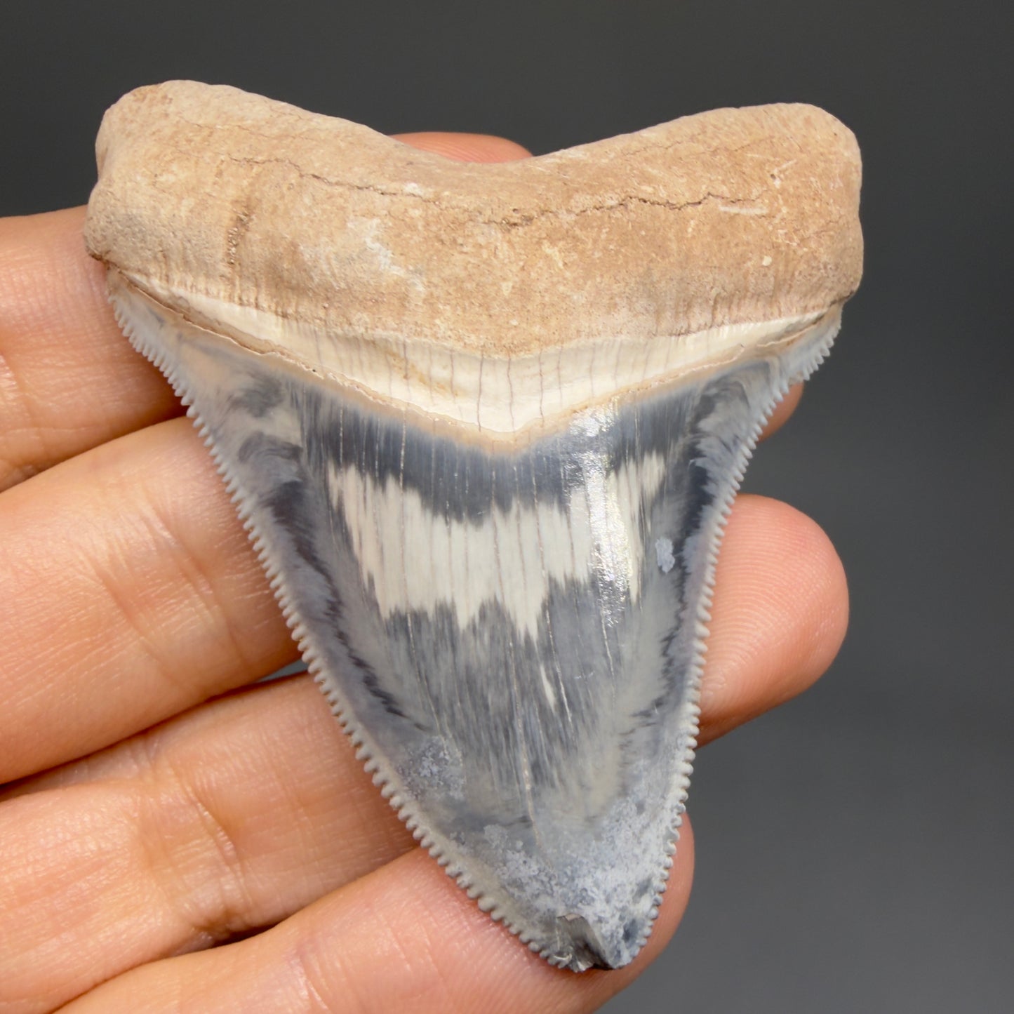 Front View Exquisite, colorful 2.57" Chubutensis Shark Tooth from Bone Valley, FL - 3