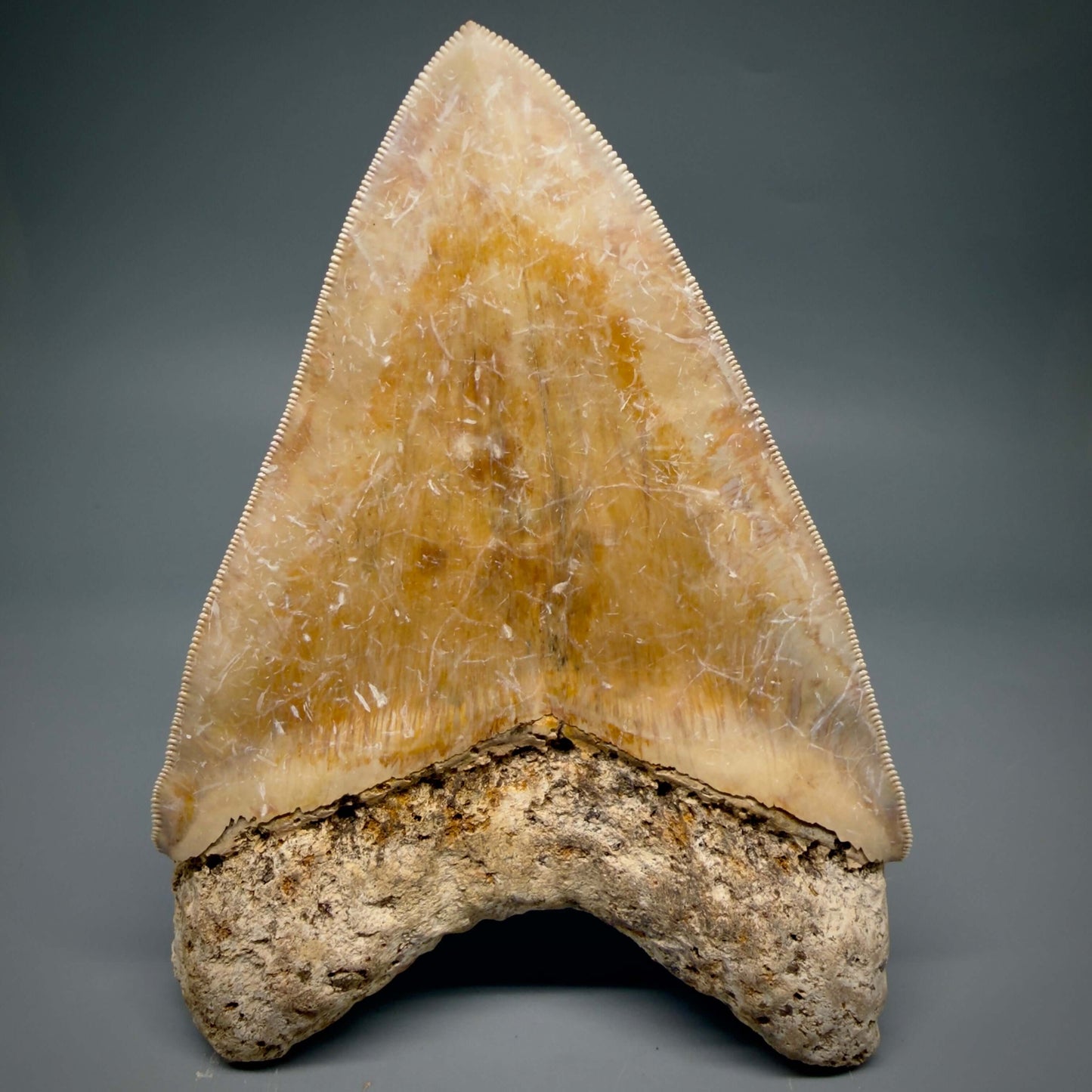 Back Bourlette detail View EXTRA LARGE, Colorful, Sharply Serrated 6.02" Fossil Megalodon Tooth - Indonesia CM6426