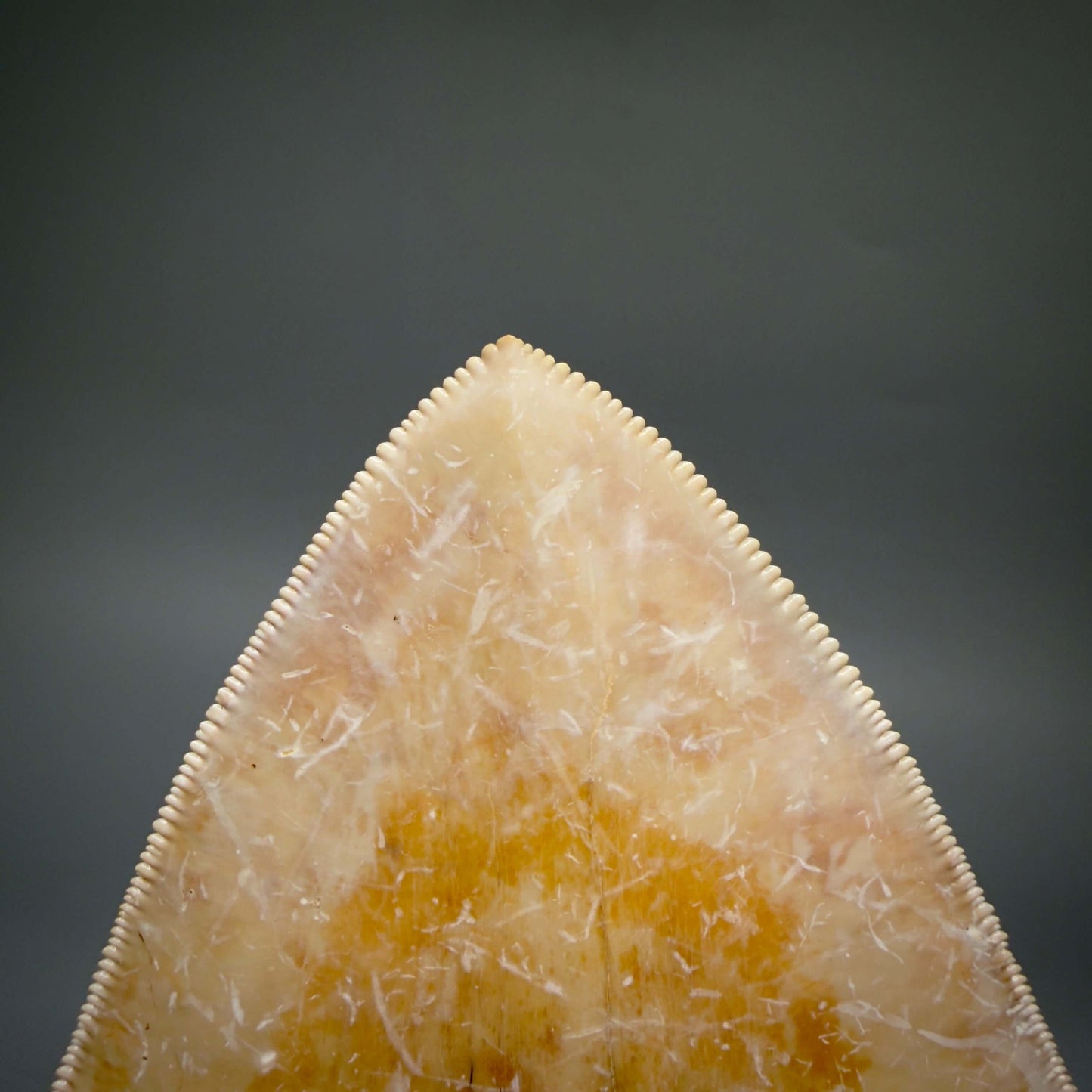 EXTRA LARGE, Colorful, Sharply Serrated 6.02" Fossil Megalodon Tooth - Indonesia