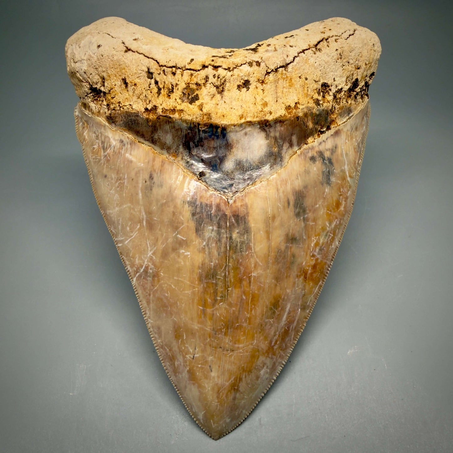 Front View EXTRA LARGE, Colorful, Sharply Serrated 6.02" Fossil Megalodon Tooth - Indonesia CM6426 - 1