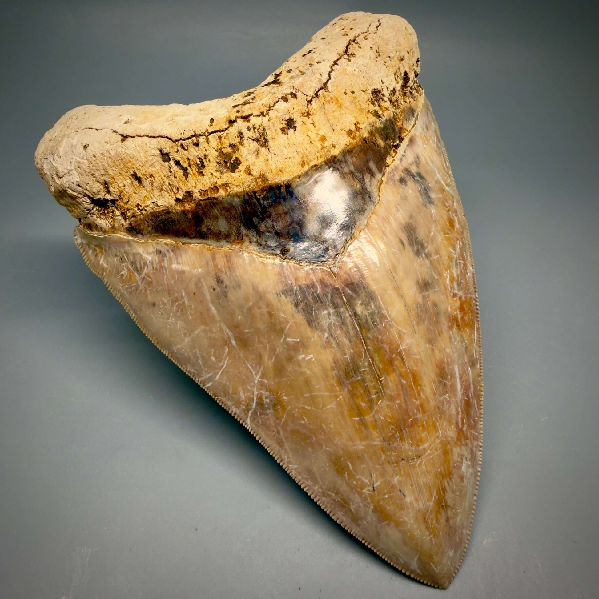 Front Left Bourlette detail View EXTRA LARGE, Colorful, Sharply Serrated 6.02" Fossil Megalodon Tooth - Indonesia CM6426