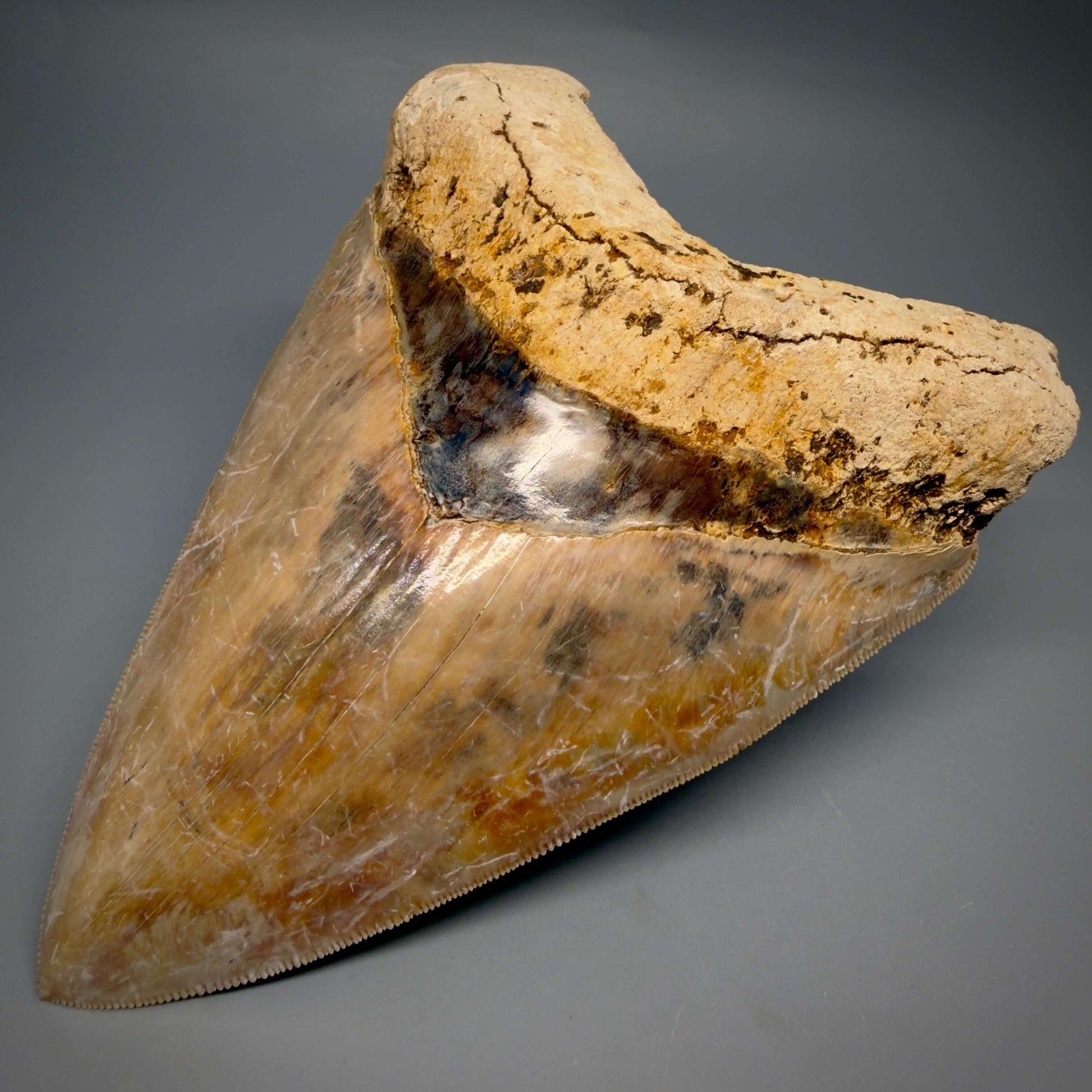 Front Right  Bourlette detail View EXTRA LARGE, Colorful, Sharply Serrated 6.02" Fossil Megalodon Tooth - Indonesia CM6426