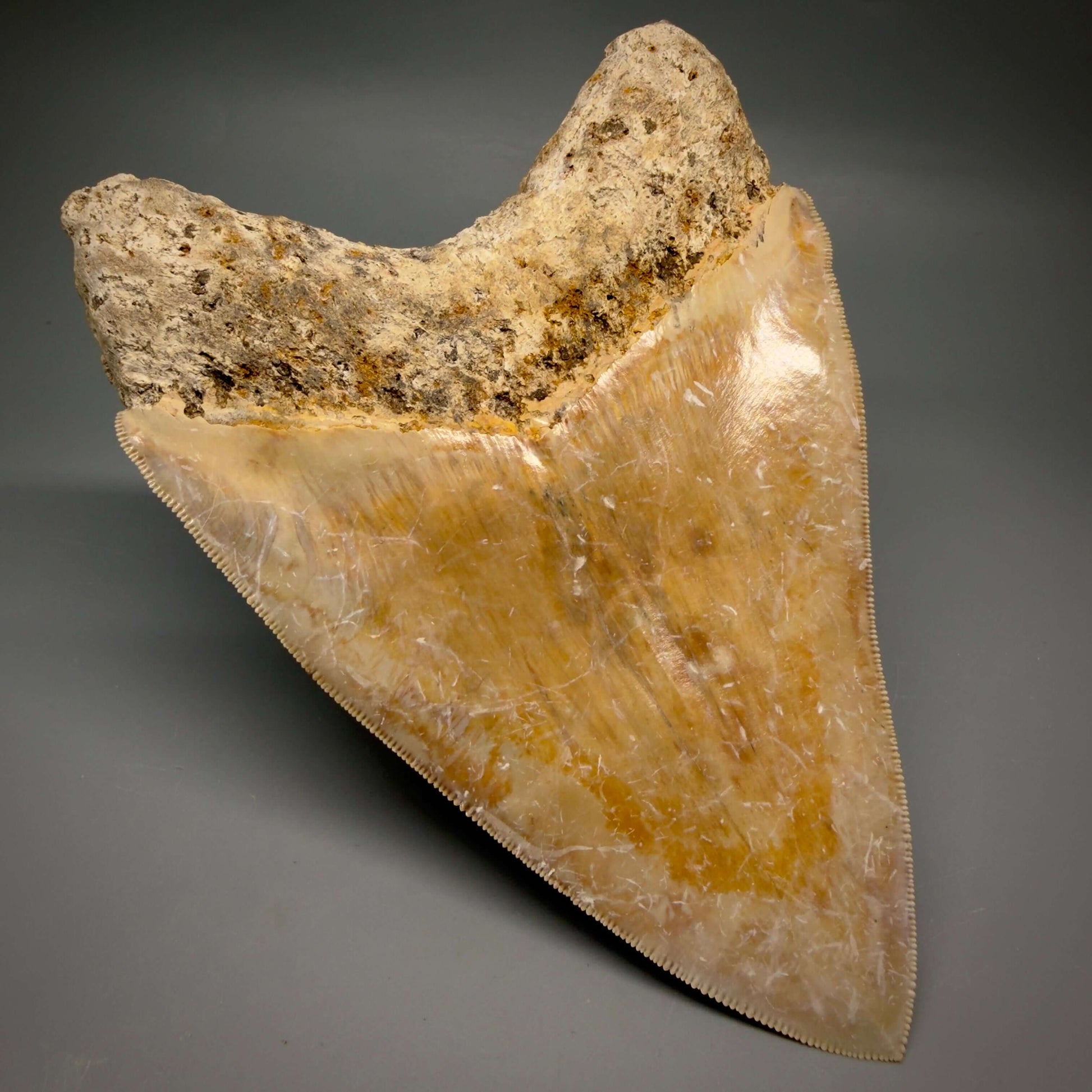 Back Left Bourlette detail View EXTRA LARGE, Colorful, Sharply Serrated 6.02" Fossil Megalodon Tooth - Indonesia CM6426