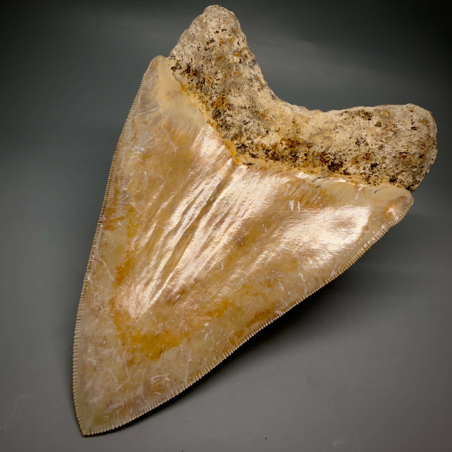 Back Right Bourlette detail View EXTRA LARGE, Colorful, Sharply Serrated 6.02" Fossil Megalodon Tooth - Indonesia CM6426