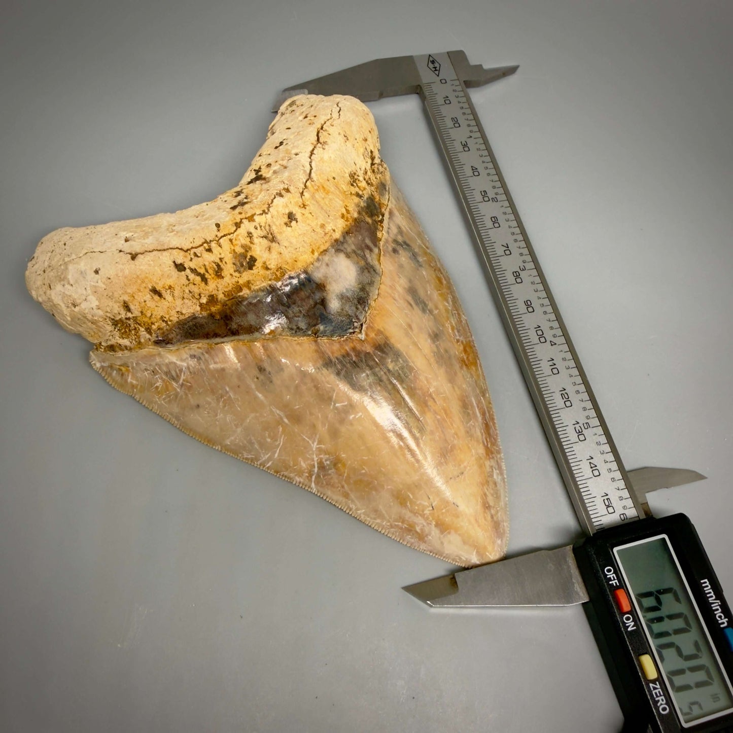 Front In calipers View EXTRA LARGE, Colorful, Sharply Serrated 6.02" Fossil Megalodon Tooth - Indonesia CM6426