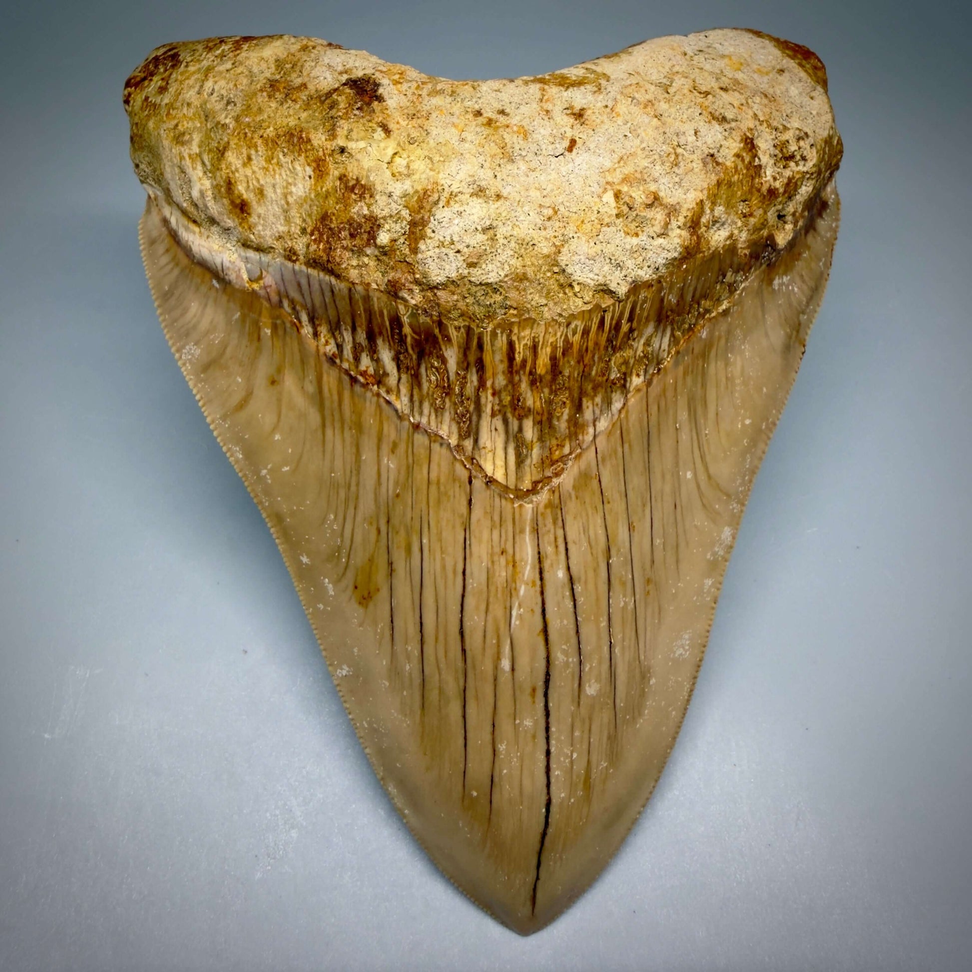 Front View Authentic, Collector's quality 5.25″ Colorful Megalodon Tooth – West Java Indonesia CM6425 - 1 