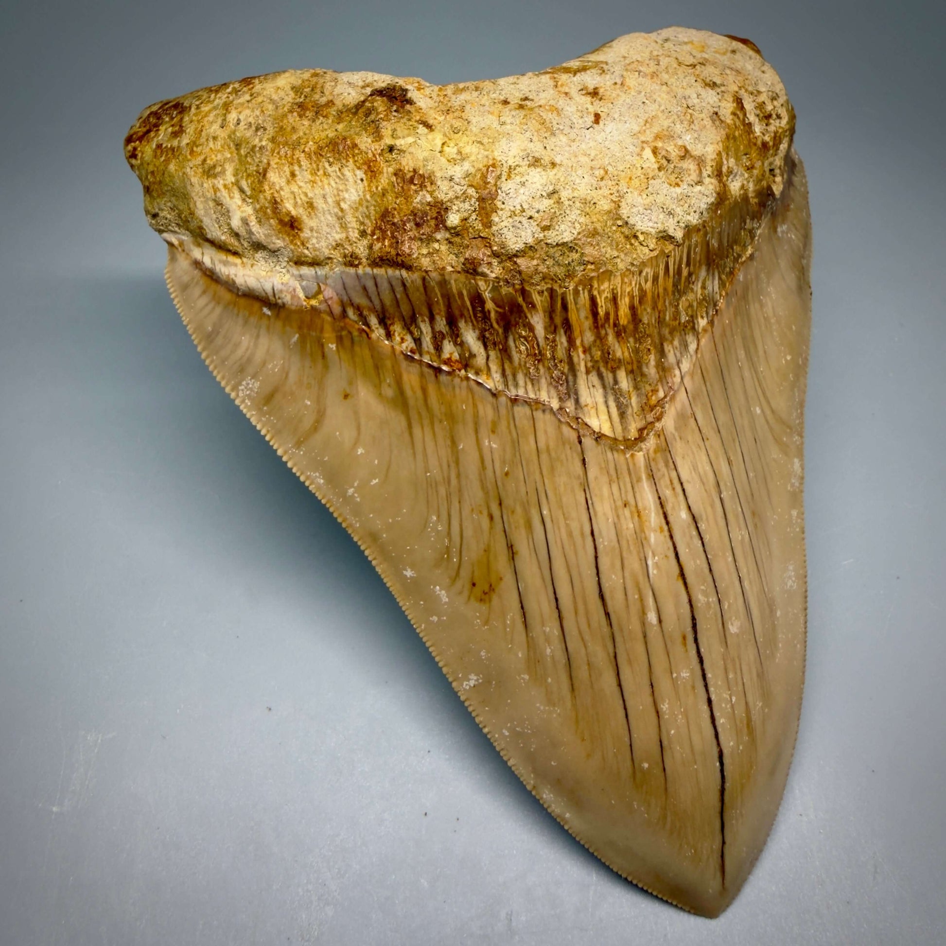 Front Left View Authentic, Collector's quality 5.25″ Colorful Megalodon Tooth – West Java Indonesia CM6425