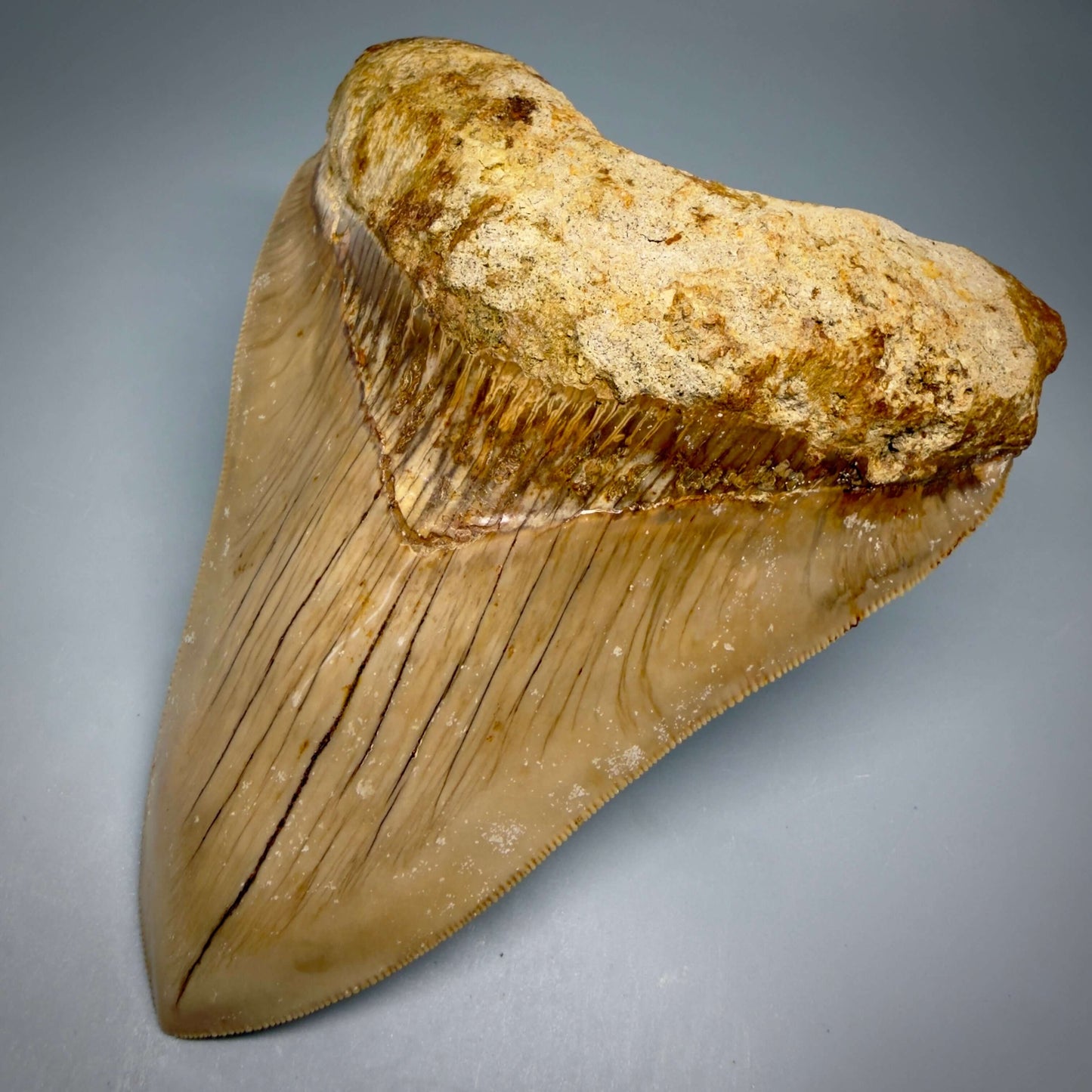 Front Right View Authentic, Collector's quality 5.25″ Colorful Megalodon Tooth – West Java Indonesia CM6425