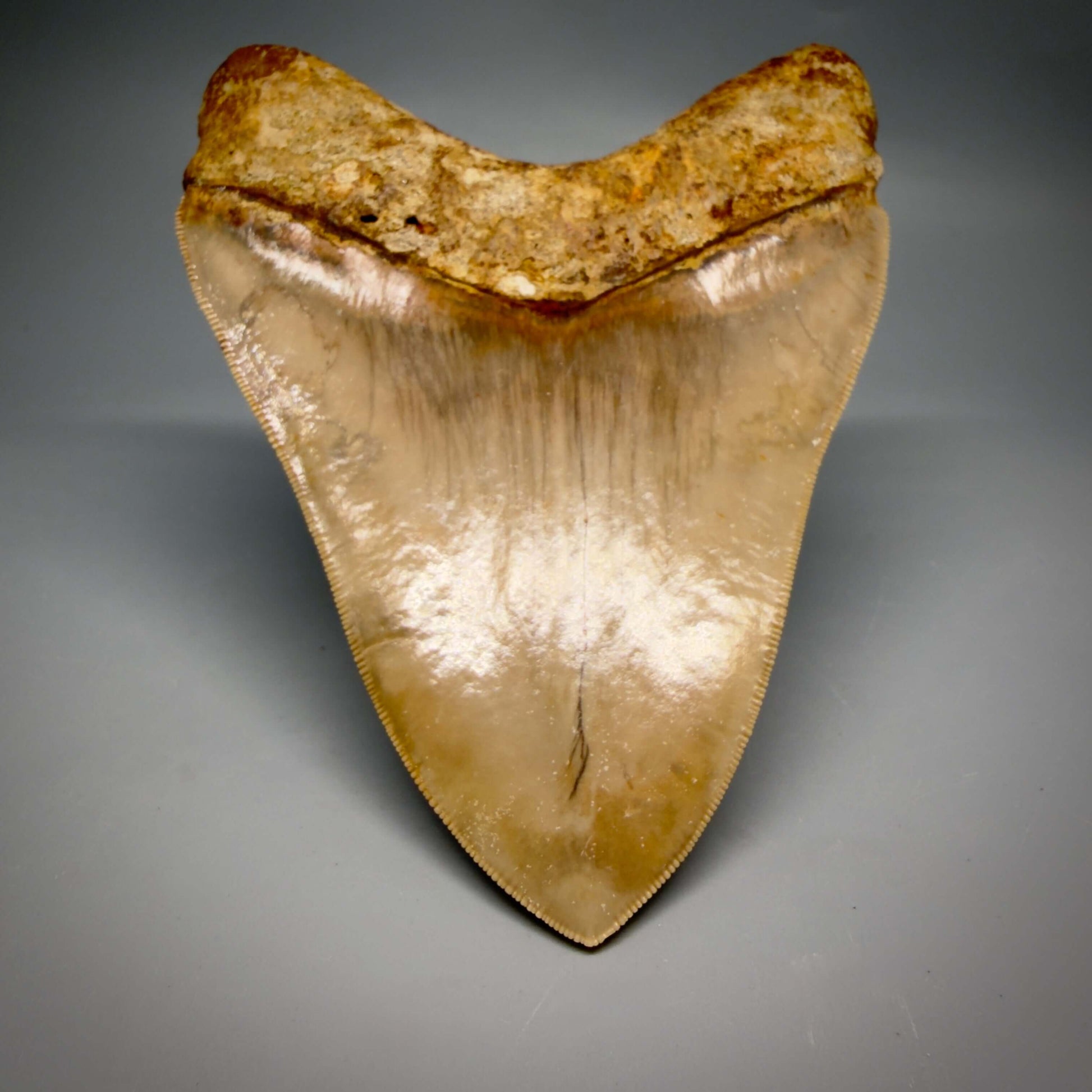 Back tip detail View Authentic, Collector's quality 5.25″ Colorful Megalodon Tooth – West Java Indonesia CM6425
