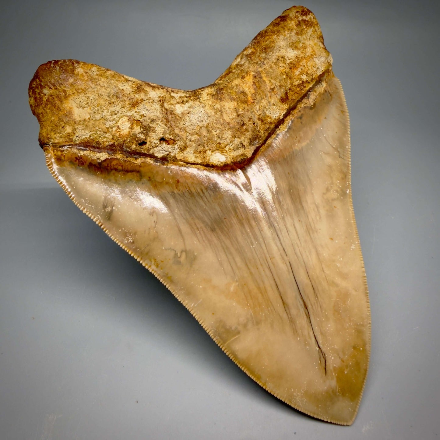 Back Left  detail View Authentic, Collector's quality 5.25″ Colorful Megalodon Tooth – West Java Indonesia CM6425