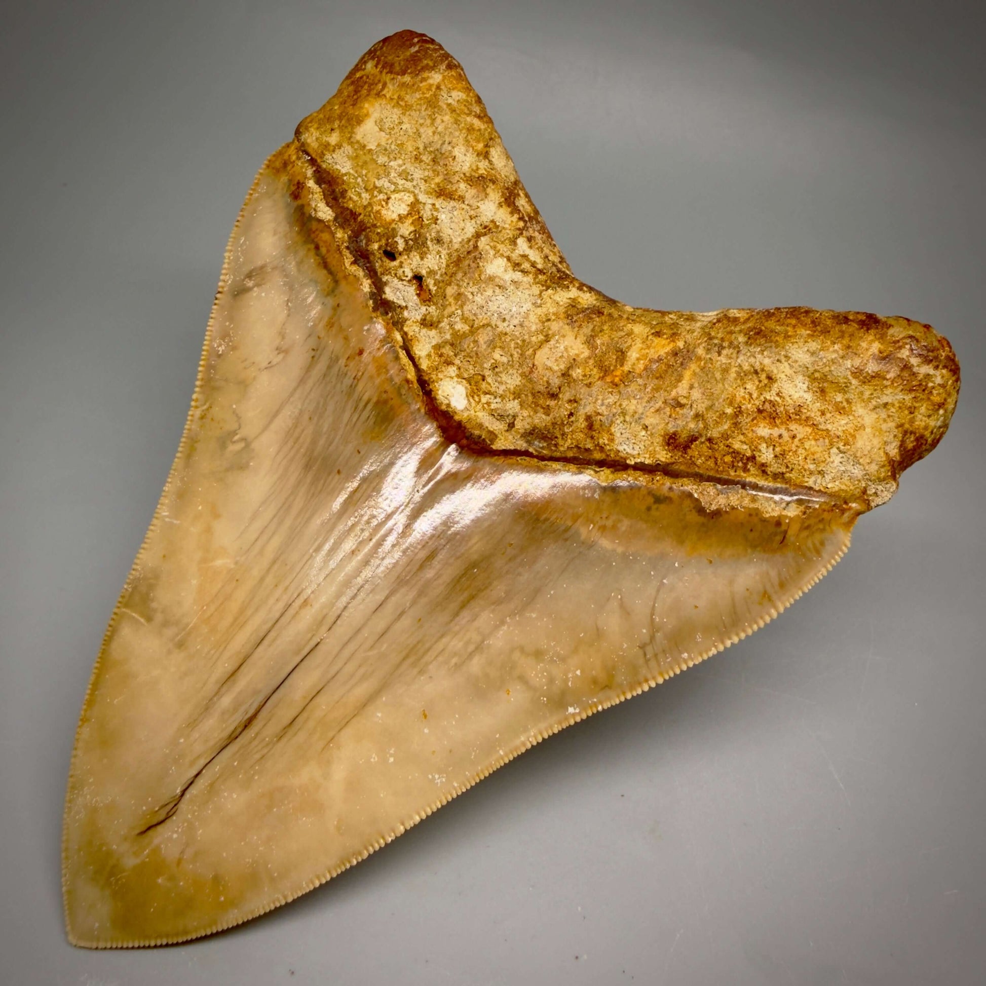 Back Right detail View Authentic, Collector's quality 5.25″ Colorful Megalodon Tooth – West Java Indonesia CM6425