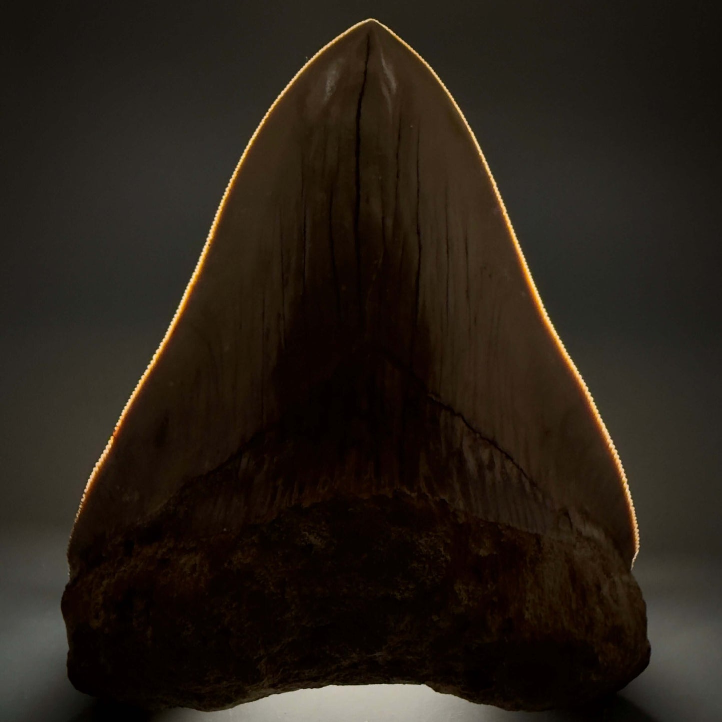 Front View Authentic, Collector's quality 5.25″ Colorful Megalodon Tooth – West Java Indonesia CM6425 - 3