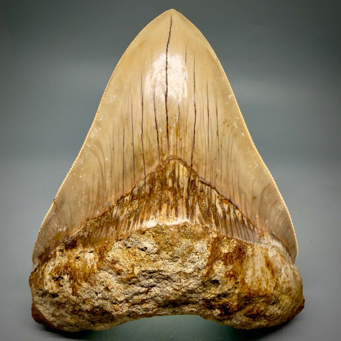 Front View Authentic, Collector's quality 5.25″ Colorful Megalodon Tooth – West Java Indonesia CM6425 - 4