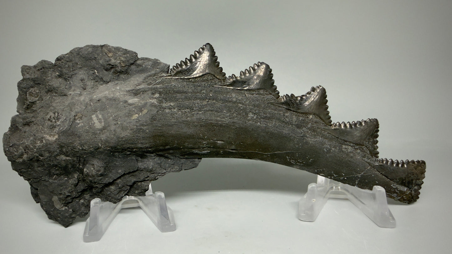 Back View Pyrite 7.15" Fossil Edestus heinrichi shark Jaw - 300 million years old R620  