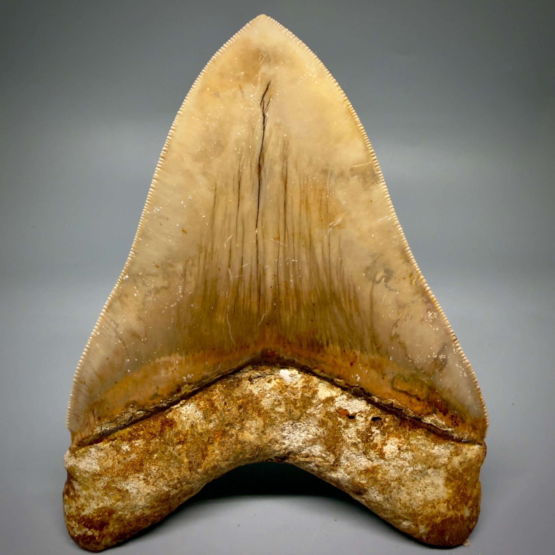Back detail View Authentic, Collector's quality 5.25″ Colorful Megalodon Tooth – West Java Indonesia CM6425