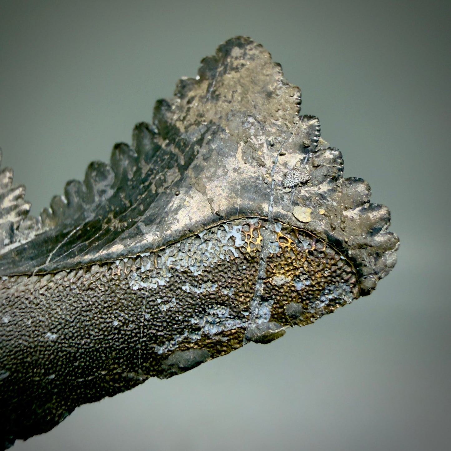  Pyrite detail view 7.15" Fossil Edestus heinrichi shark Jaw - 300 million years old R620  - 1
