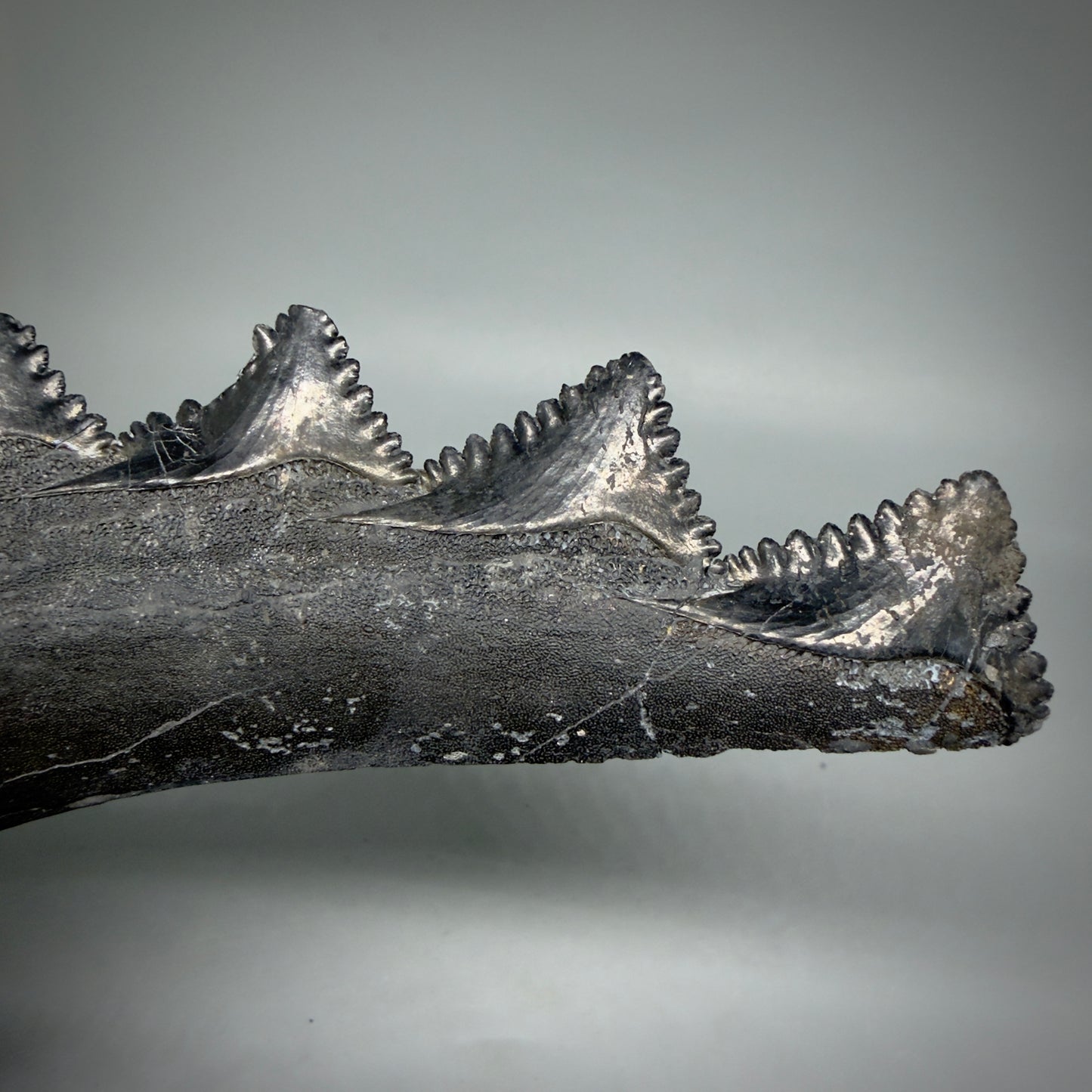  Pyrite 7.15" Fossil Edestus heinrichi shark Jaw - 300 million years old R620 - 4
