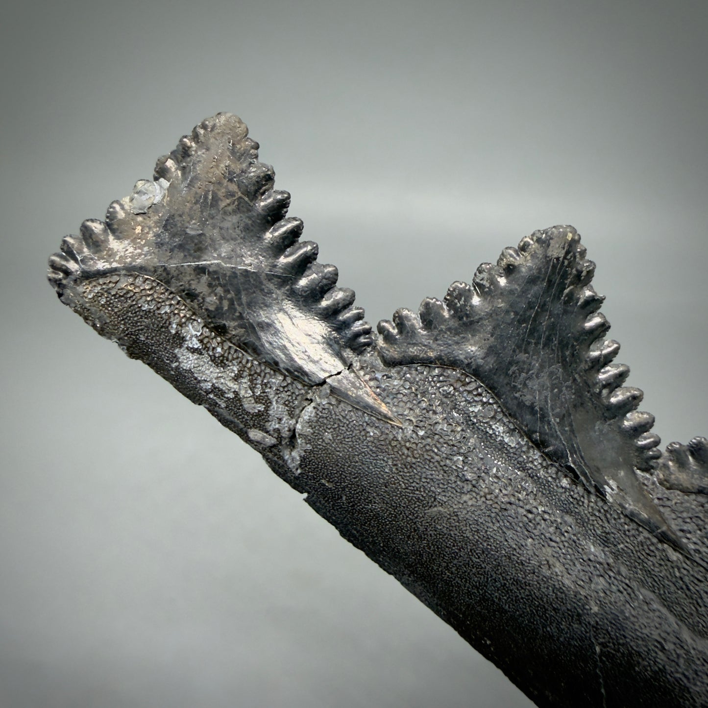 Glue repair detail view 7.15" Fossil Edestus heinrichi shark Jaw - 300 million years old R620 
