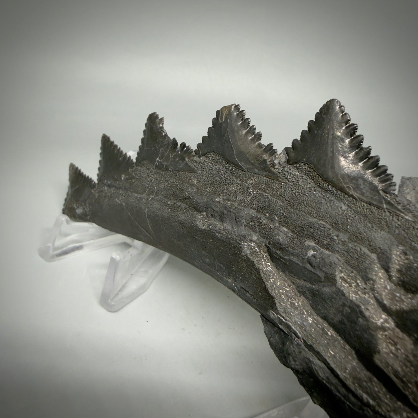  Side View 7.15" Fossil Edestus heinrichi shark Jaw - 300 million years old R620 