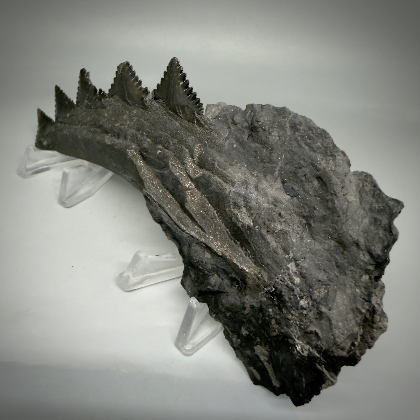 Top View 7.15" Fossil Edestus heinrichi shark Jaw - 300 million years old R620  