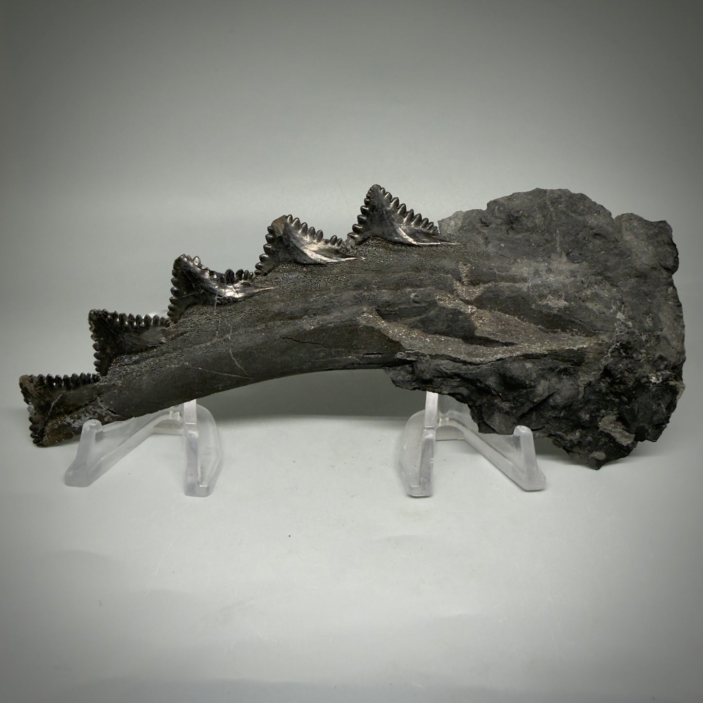 Back View 7.15" Fossil Edestus heinrichi shark Jaw - 300 million years old R620 - 2