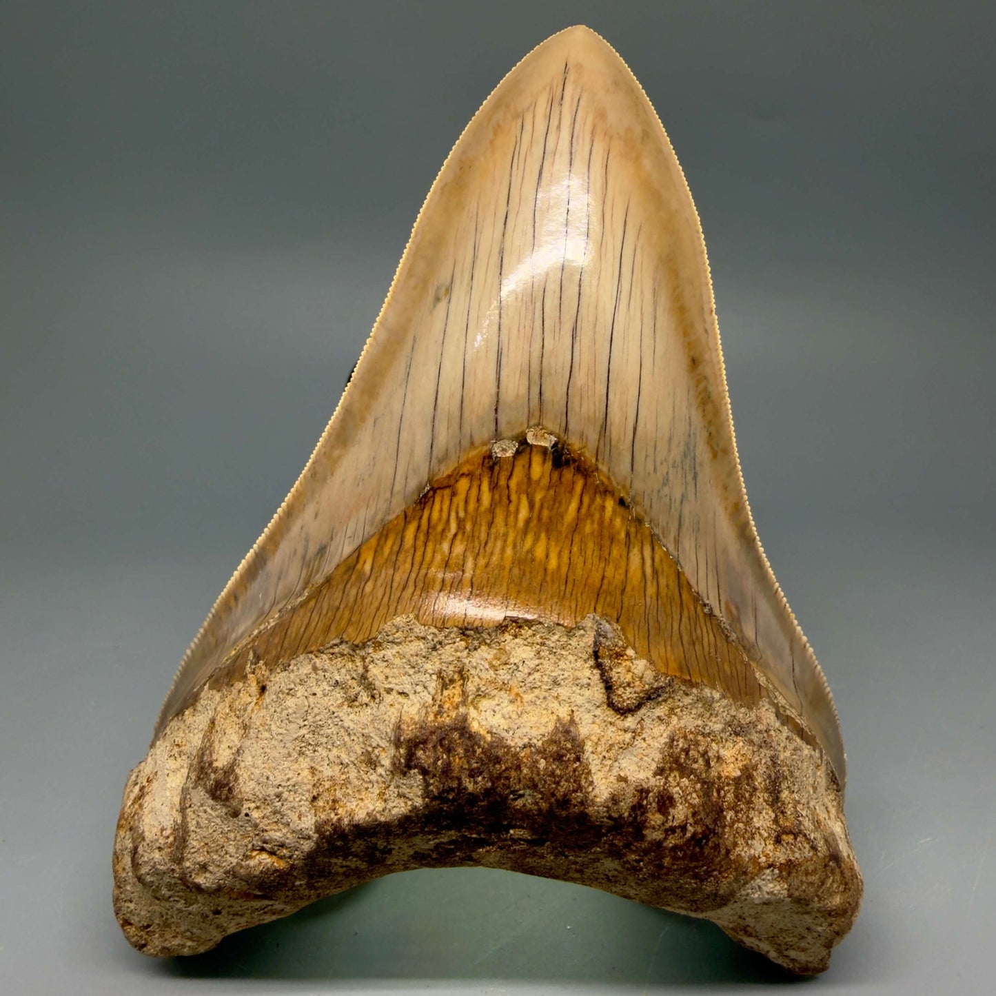 Front View Collector's Quality, colorful lower 5.22″ Colorful Megalodon Tooth – West Java Indonesia CM6423 - 3