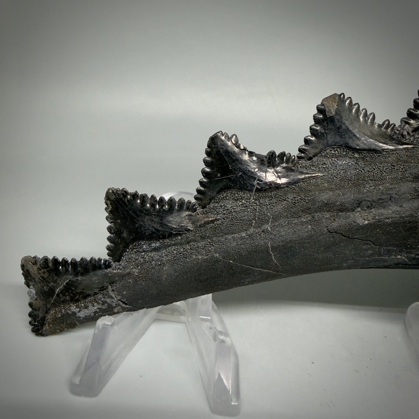 Back View 7.15" Fossil Edestus heinrichi shark Jaw - 300 million years old R620 - 3