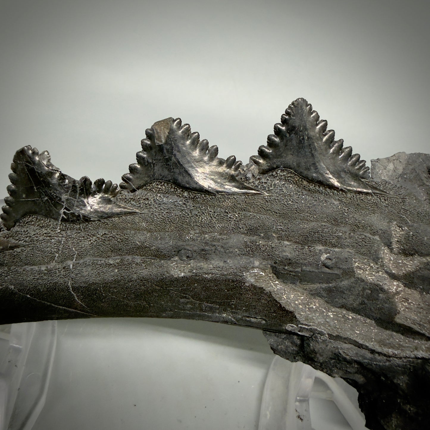  Back View 7.15" Fossil Edestus heinrichi shark Jaw - 300 million years old R620 - 4