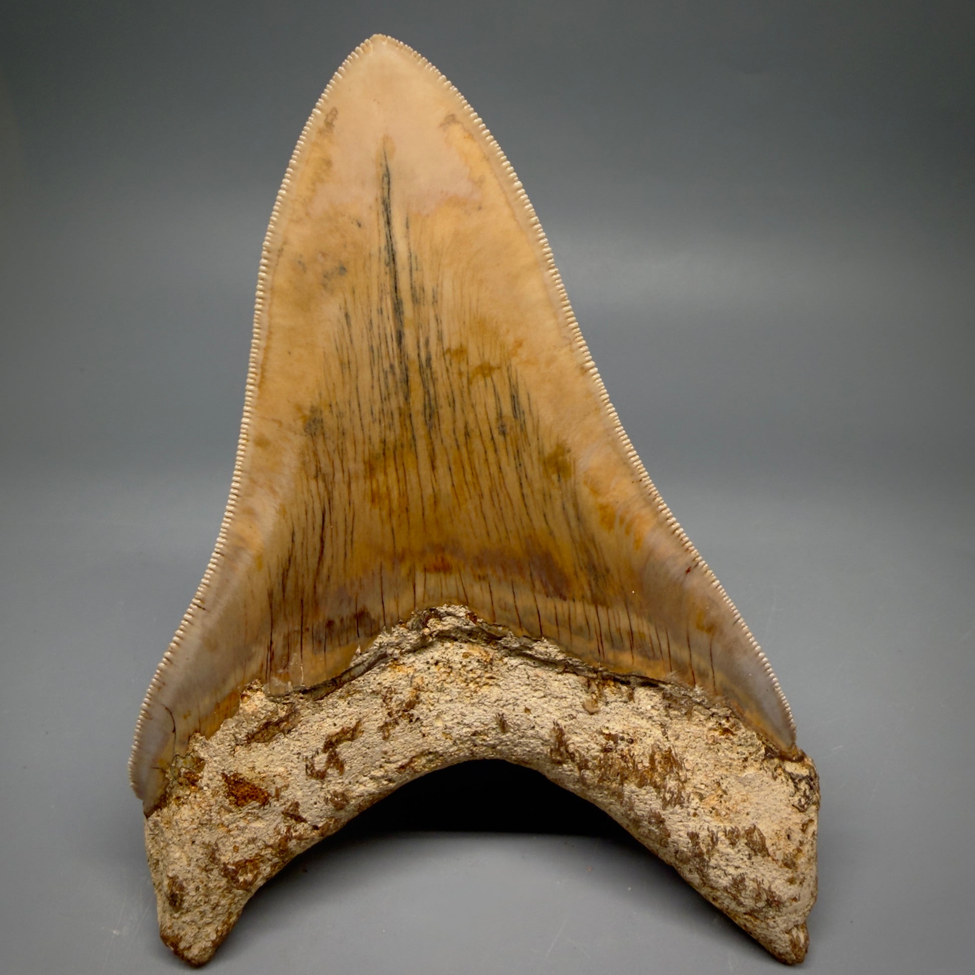 Back View Collector's Quality, colorful lower 5.22″ Colorful Megalodon Tooth – West Java Indonesia CM6423 