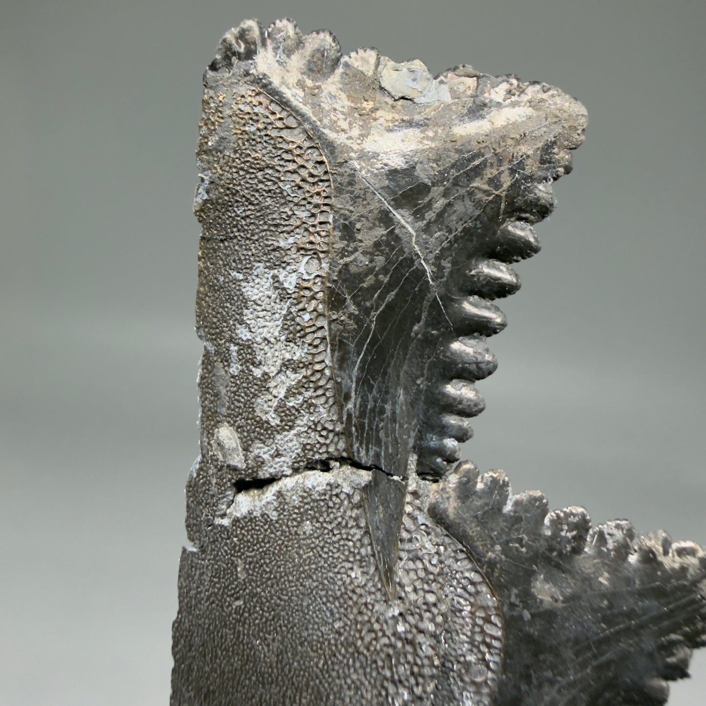  Glue Repair  View 7.15" Fossil Edestus heinrichi shark Jaw - 300 million years old R620 - 2