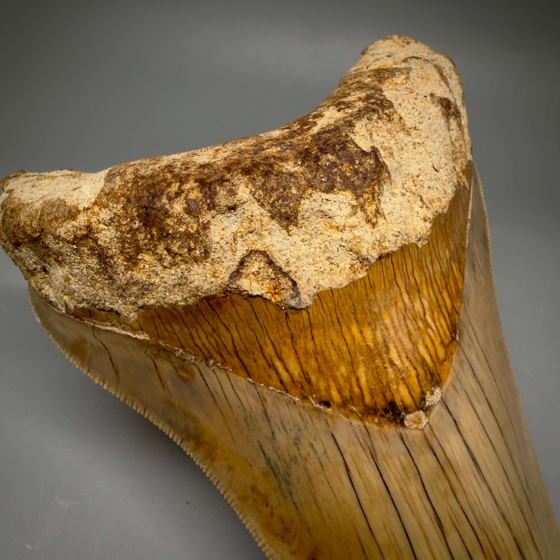 Front Bourlette Detail View Collector's Quality, colorful lower 5.22″ Colorful Megalodon Tooth – West Java Indonesia CM6423 