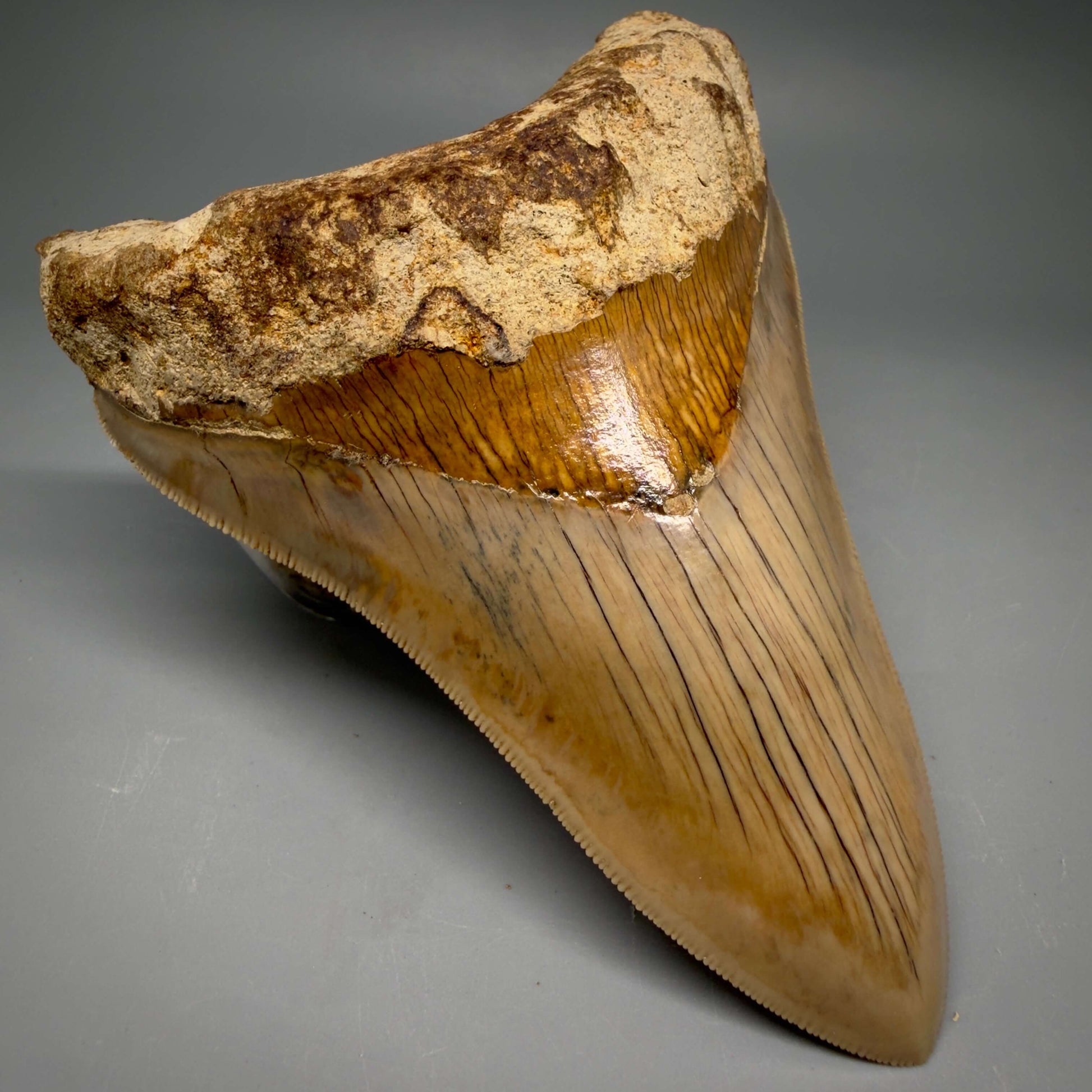 Front Left View Collector's Quality, colorful lower 5.22″ Colorful Megalodon Tooth – West Java Indonesia CM6423 