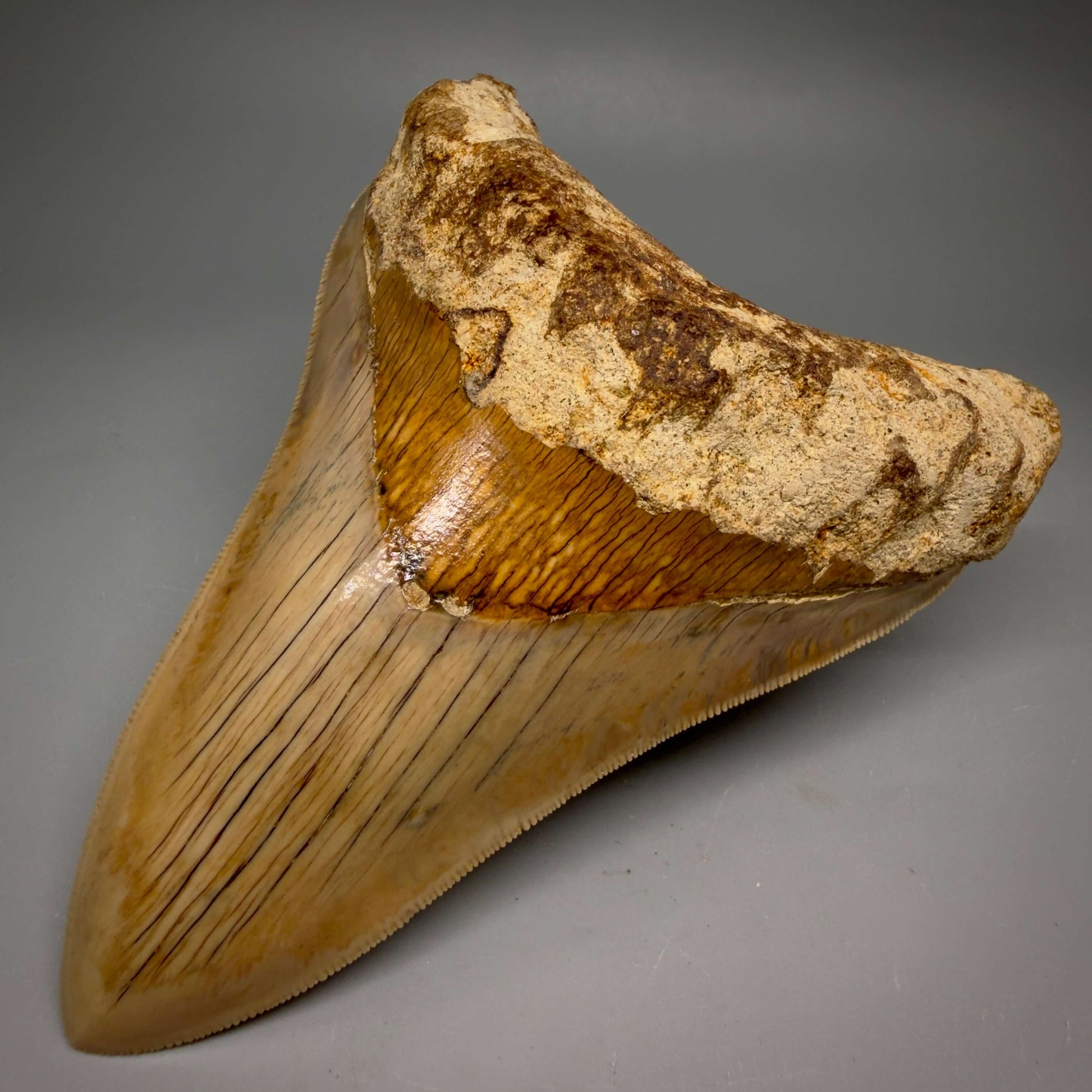 Front Right View Collector's Quality, colorful lower 5.22″ Colorful Megalodon Tooth – West Java Indonesia CM6423 