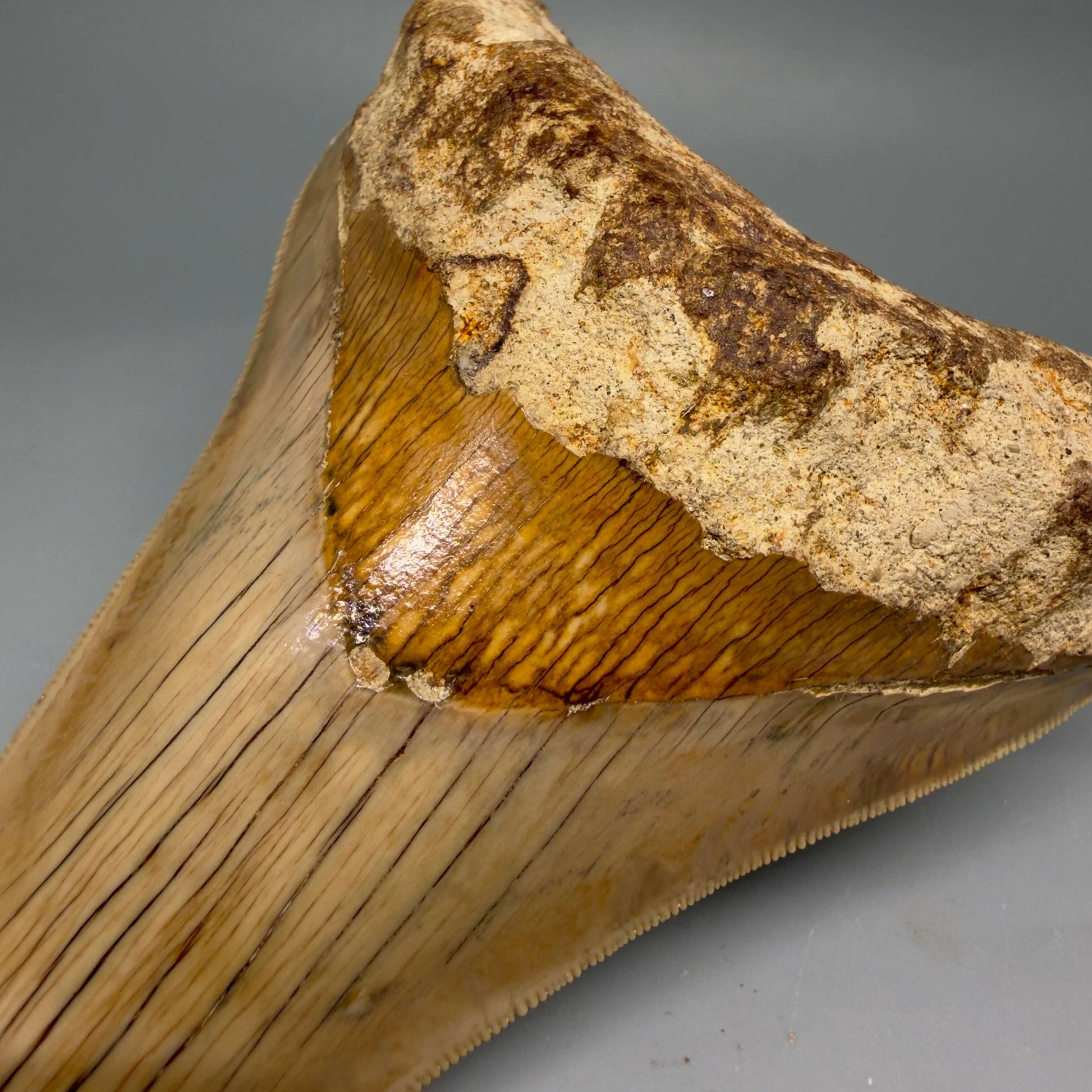 Front Bourlette Detail Right View Collector's Quality, colorful lower 5.22″ Colorful Megalodon Tooth – West Java Indonesia CM6423 