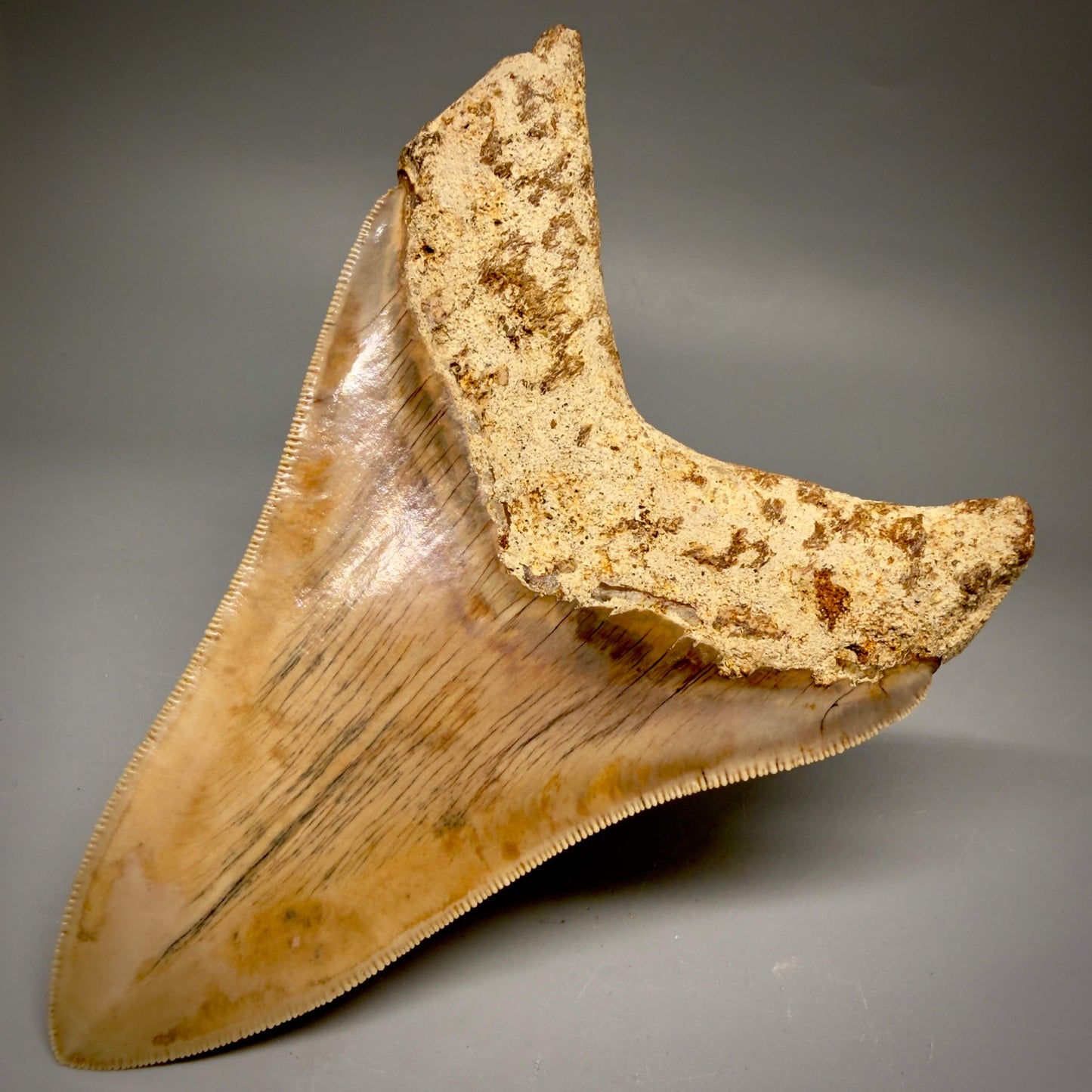 Back Right View Collector's Quality, colorful lower 5.22″ Colorful Megalodon Tooth – West Java Indonesia CM6423 