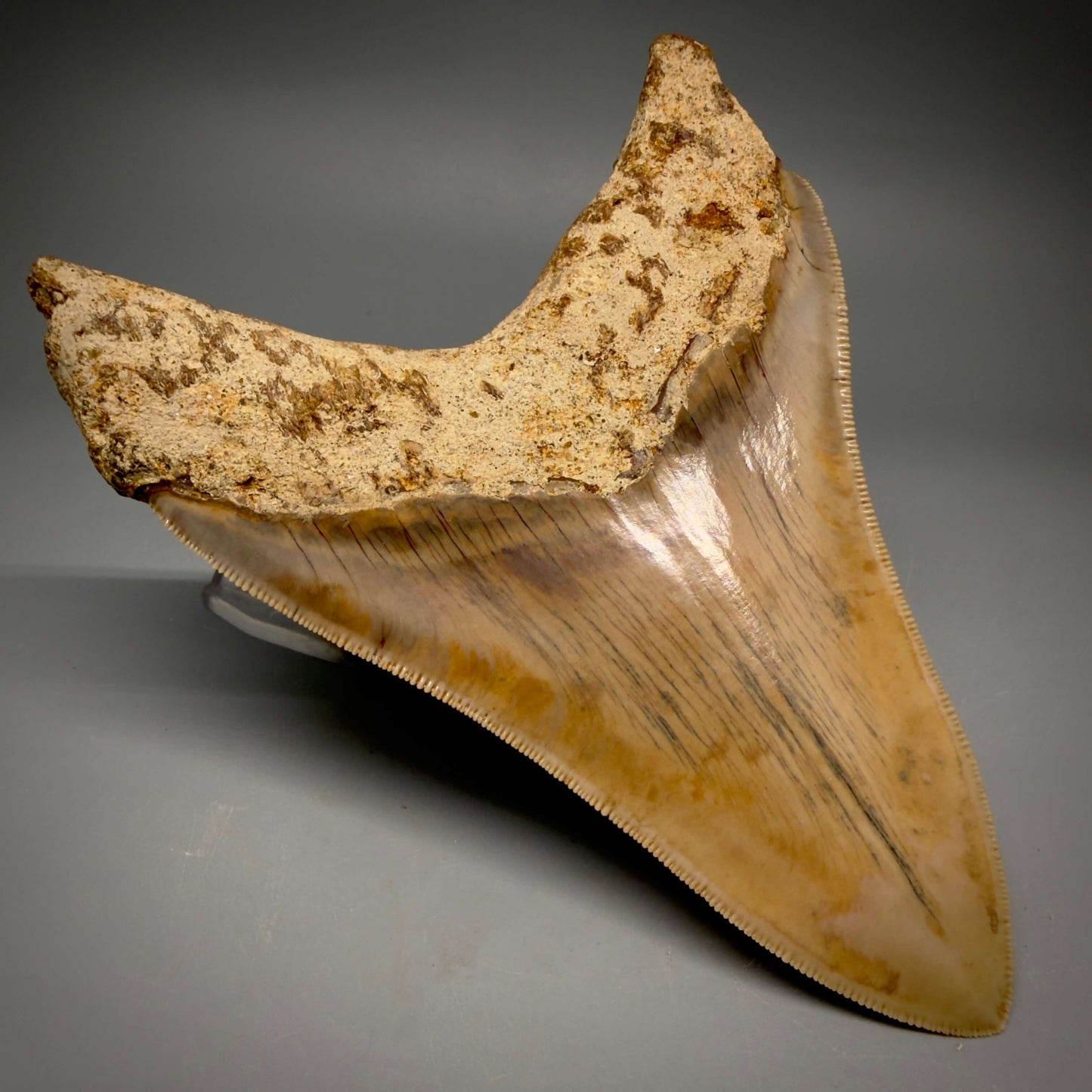 Back Left View Collector's Quality, colorful lower 5.22″ Colorful Megalodon Tooth – West Java Indonesia CM6423 