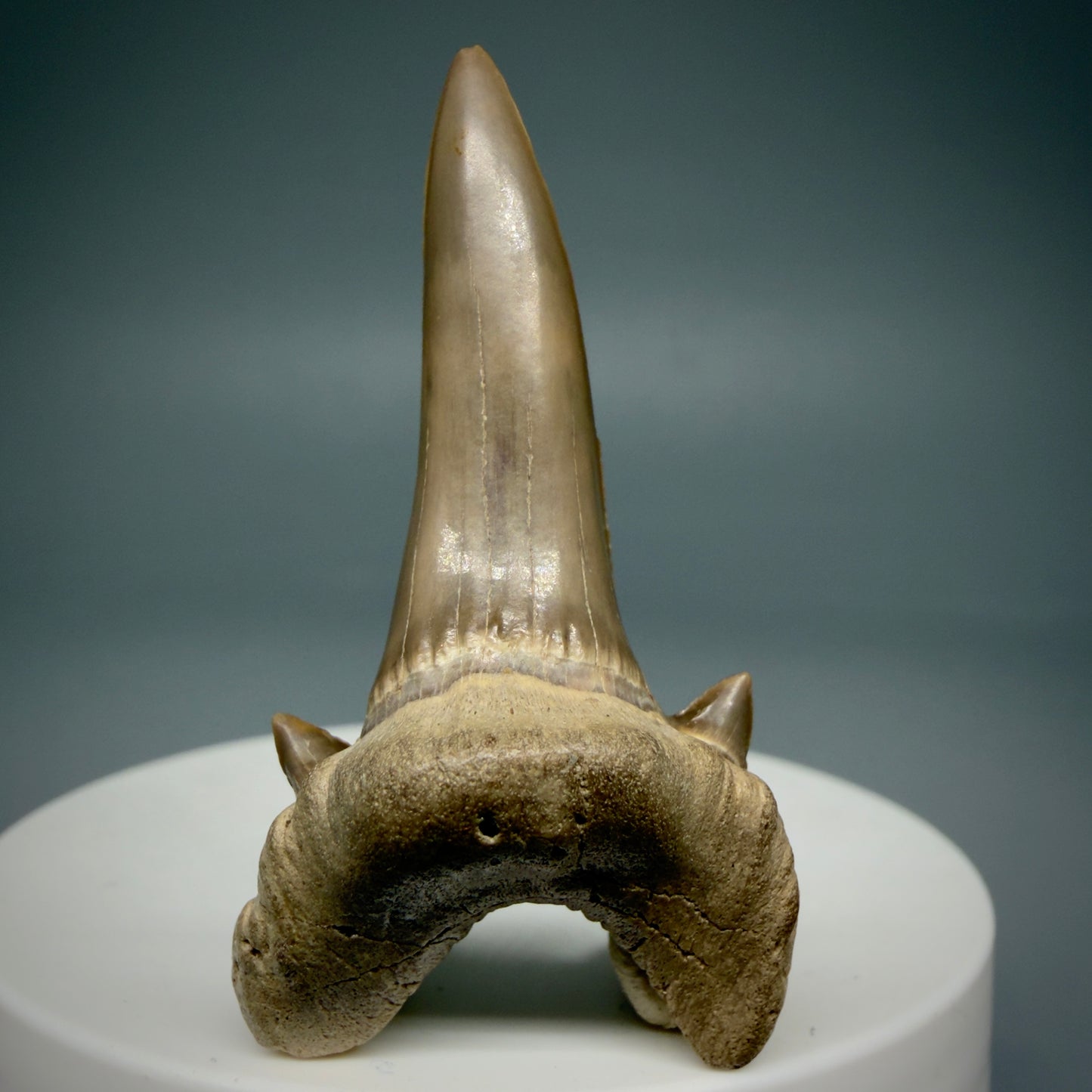 Front View Rare 1.93" Fossil Extinct Mackerel Shark tooth - Cretodus crassidens -  Dallas Co., TX R634 - 1