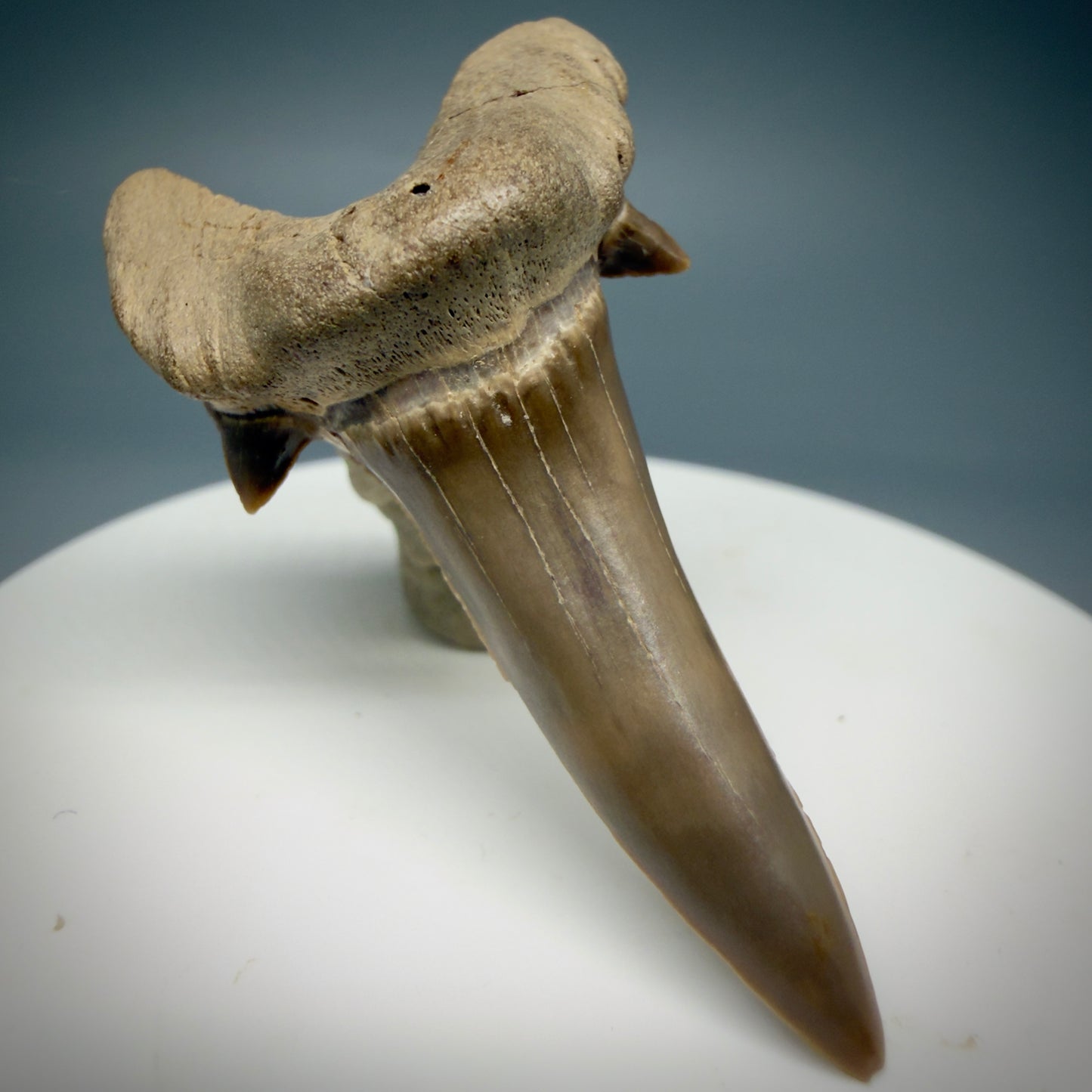 Front Left View Rare 1.93" Fossil Extinct Mackerel Shark tooth - Cretodus crassidens -  Dallas Co., TX R634