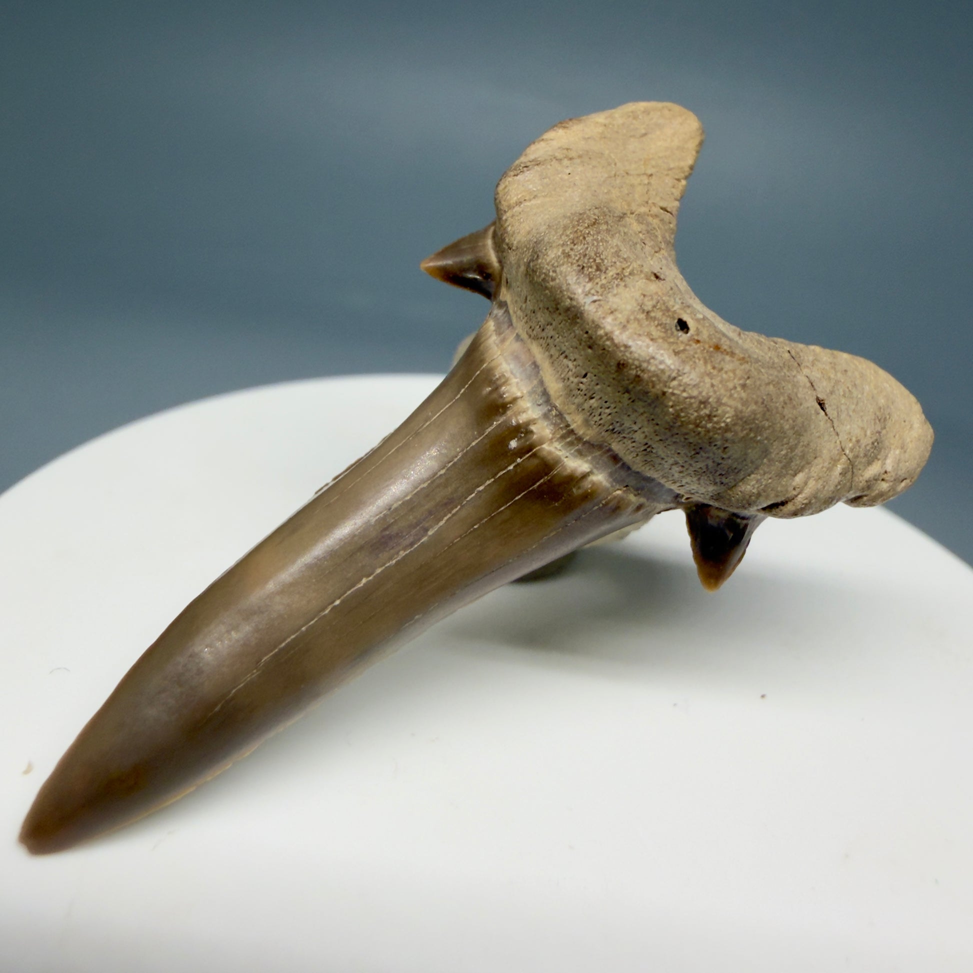 Front Right View Rare 1.93" Fossil Extinct Mackerel Shark tooth - Cretodus crassidens -  Dallas Co., TX R634